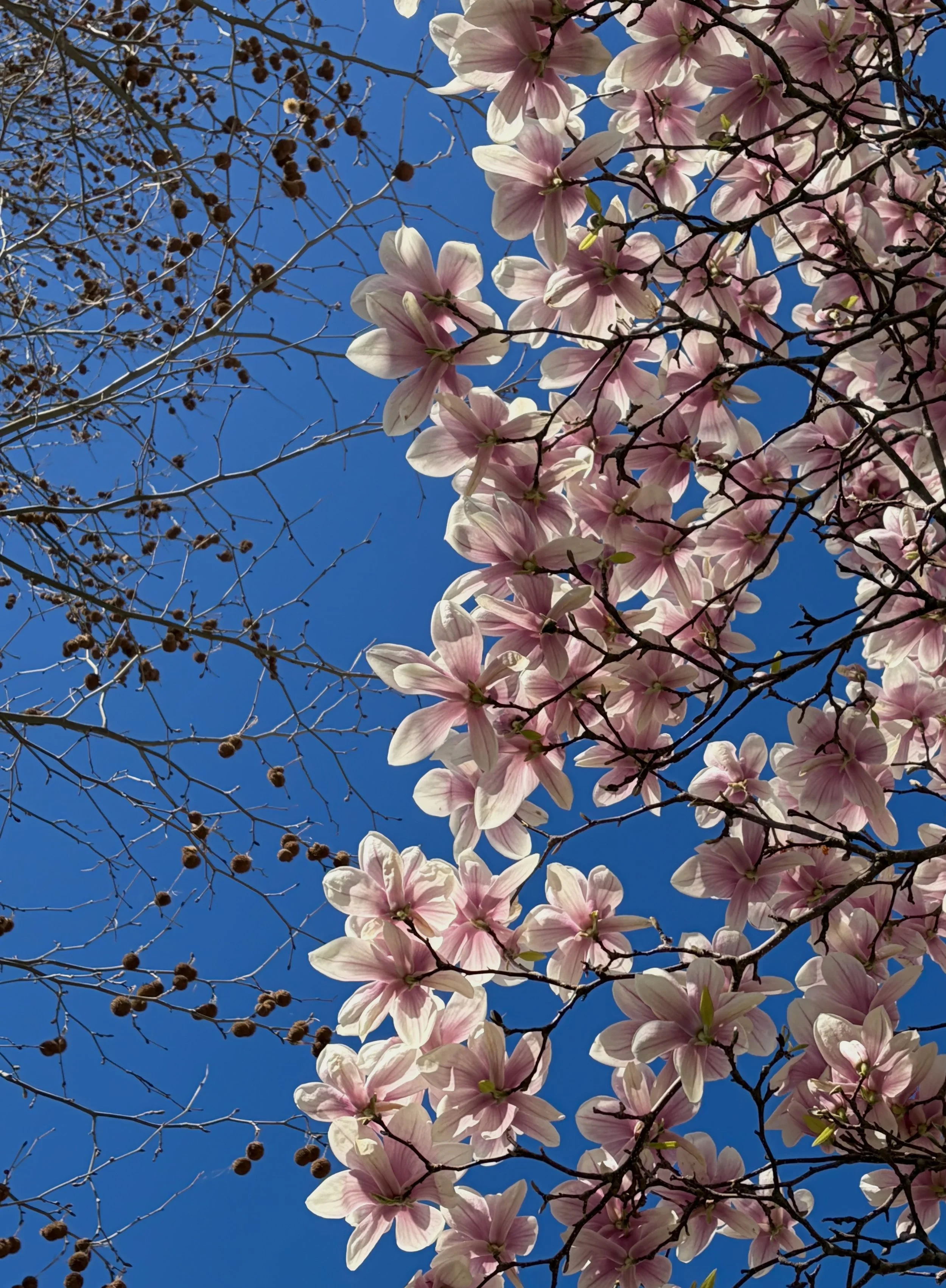 IMG_9953.jpeg