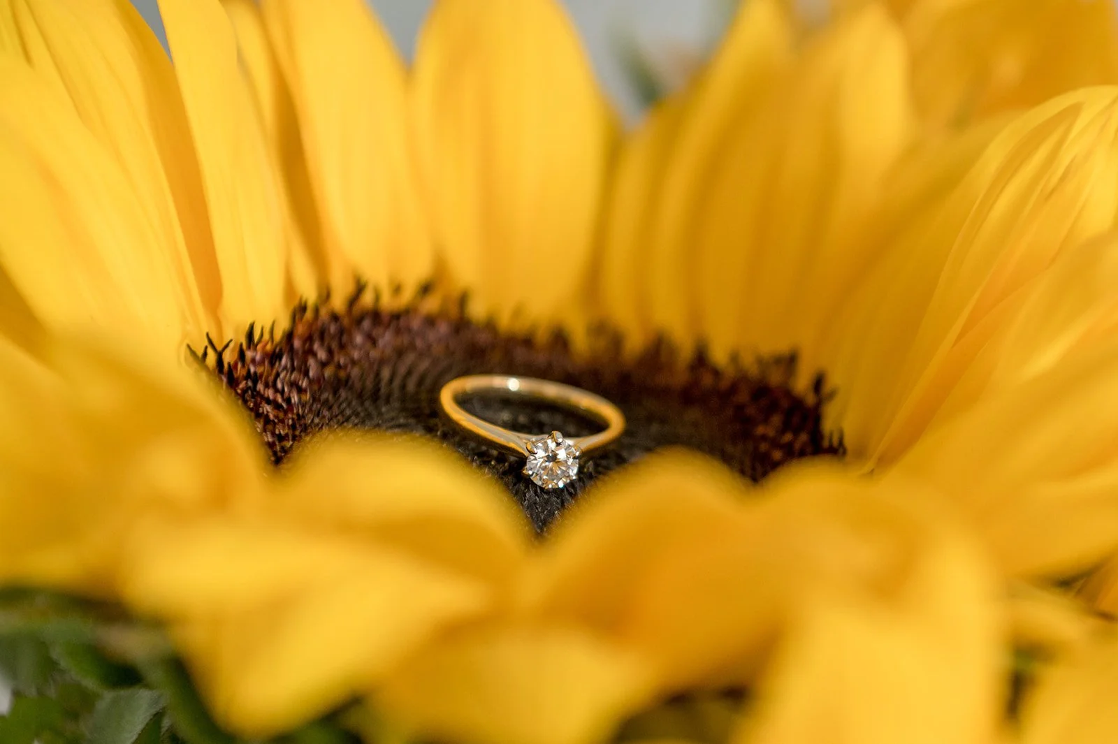 Tamworth Wedding Rings