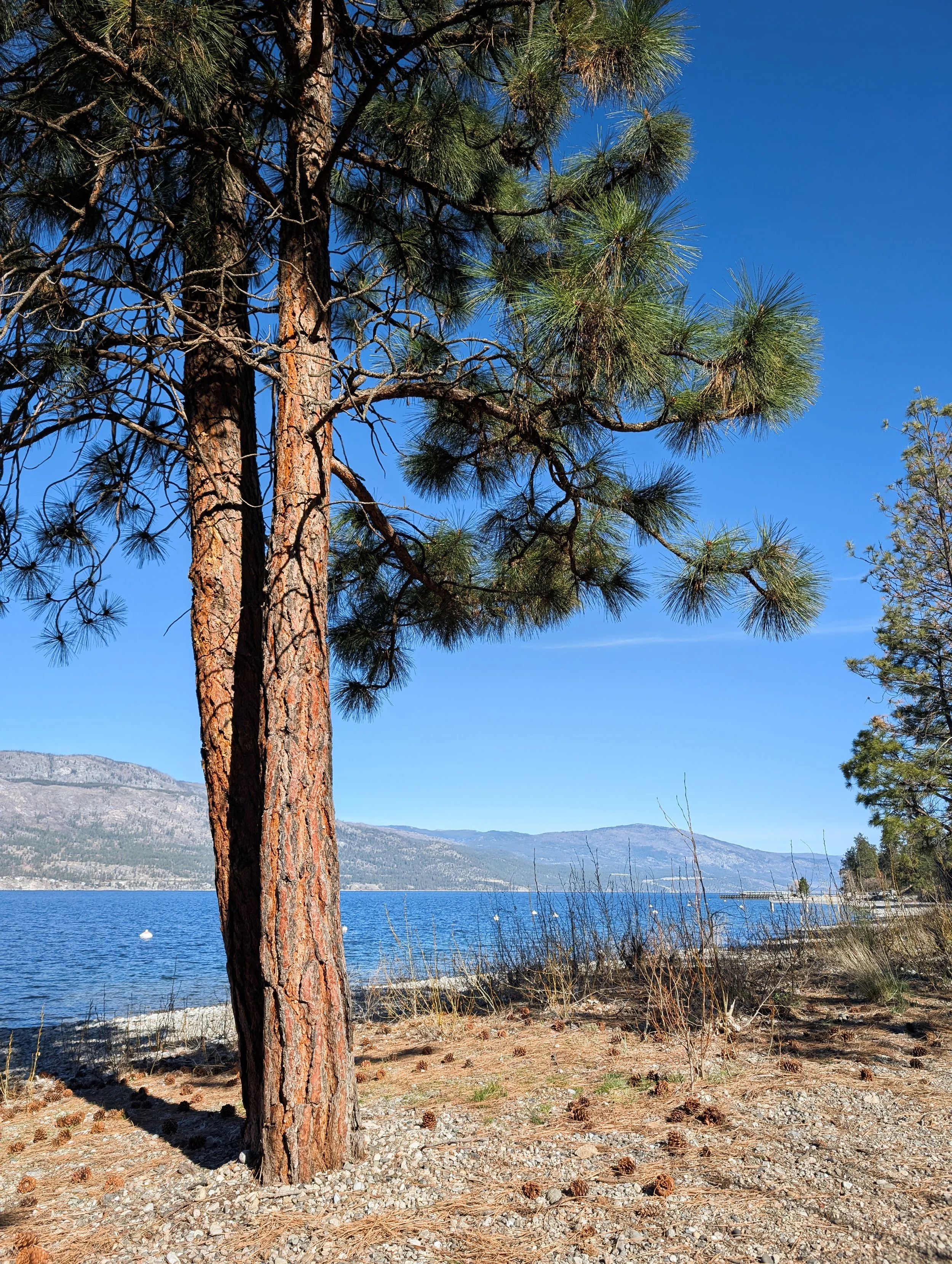 Pine tree near a lakeshore with mountains in the background and a clear blue sky.