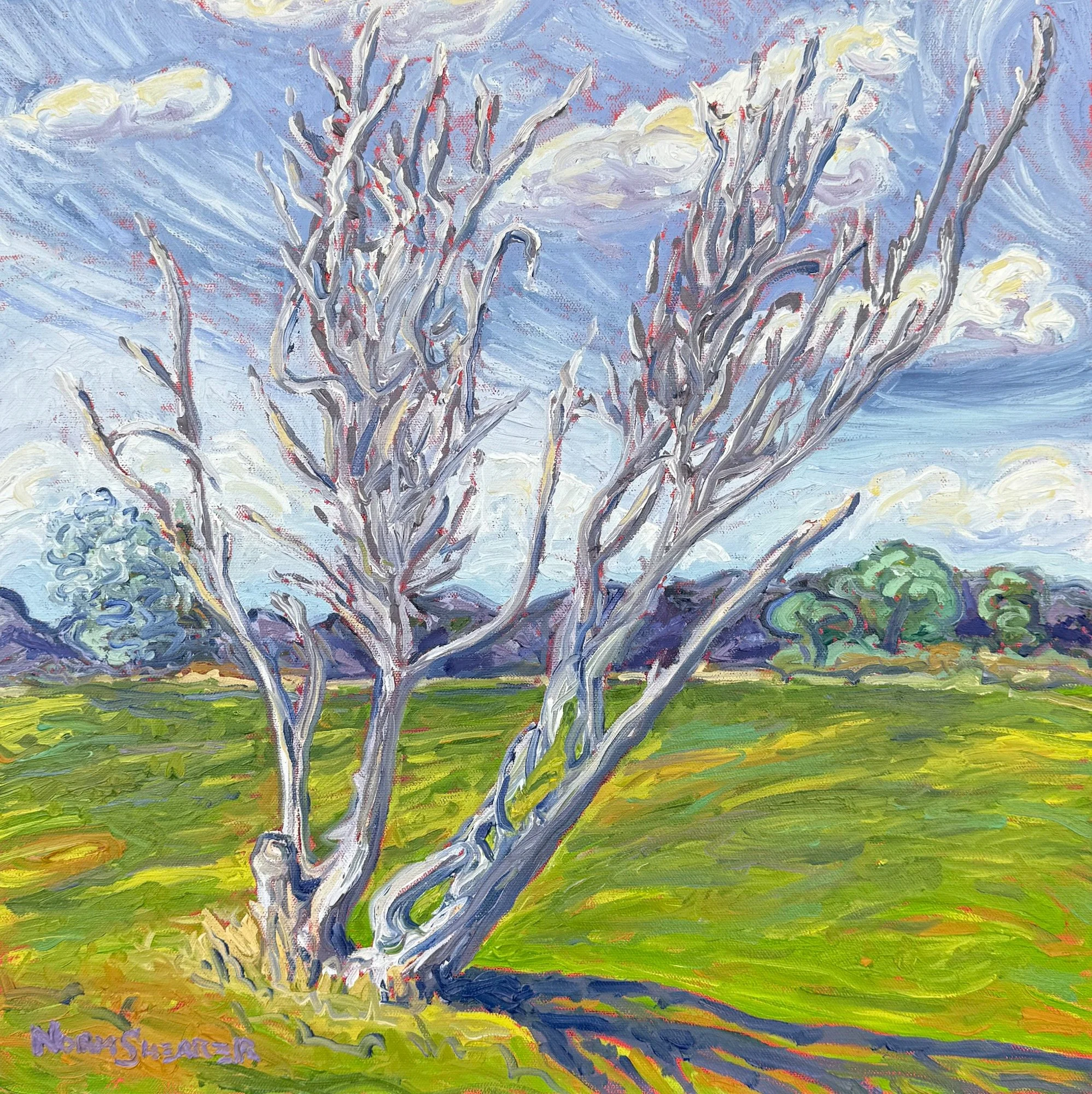 "Jim's Tree" 20 x 20, Oil on Canvas, Commission