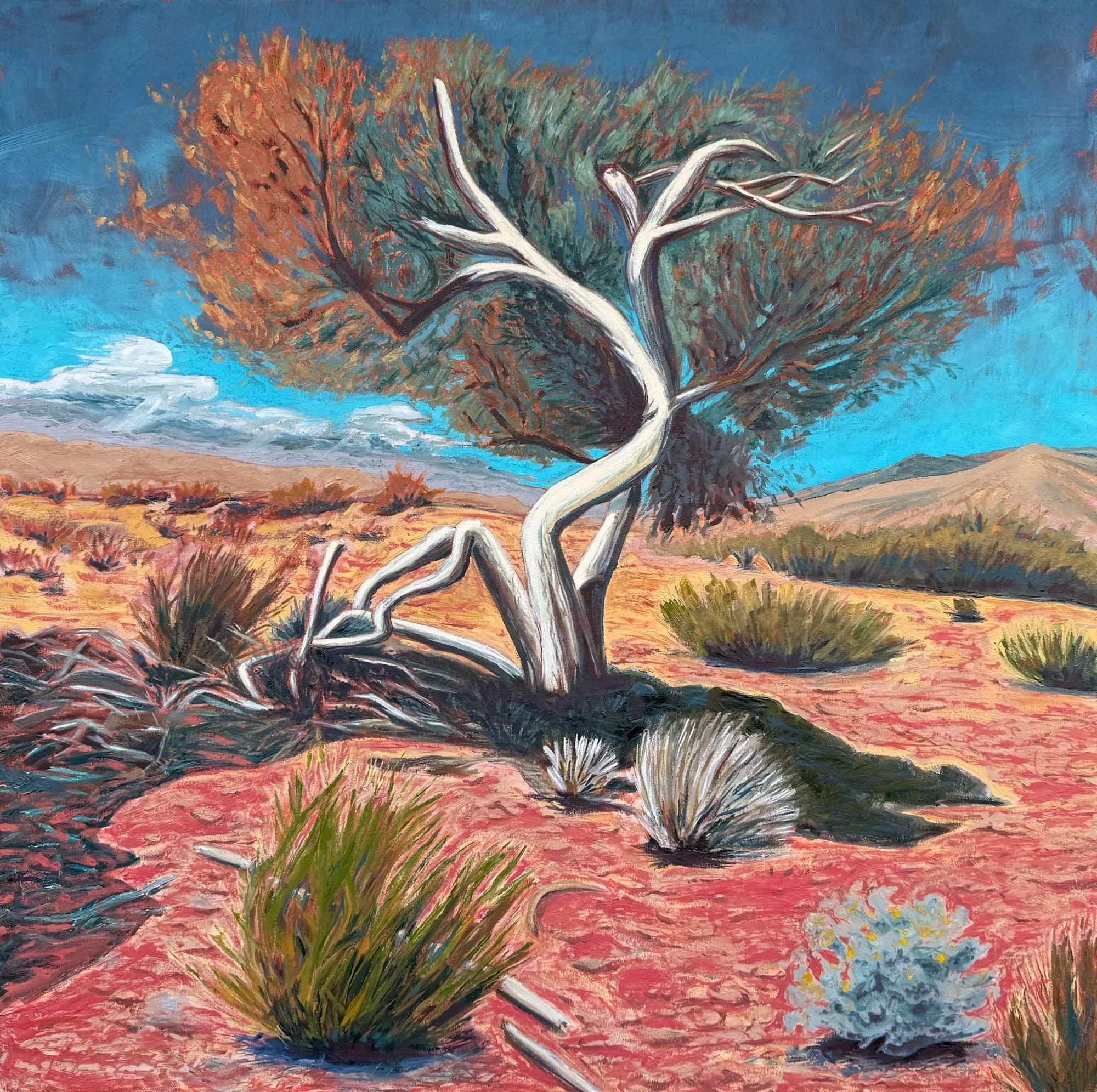 "Lone Ironwood" 40 x 40, Oil on Canvas, Corporate Collection