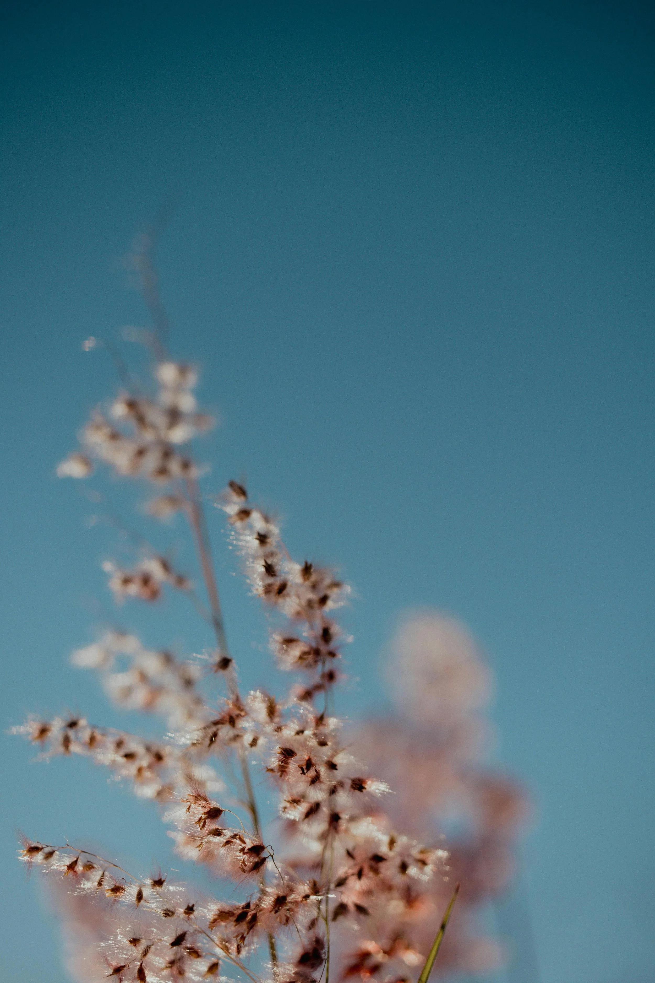 Soft focus dried wildflowers against a blue sky — banner image for Jenny Walters Psychotherapy, depth psychotherapy in Los Angeles