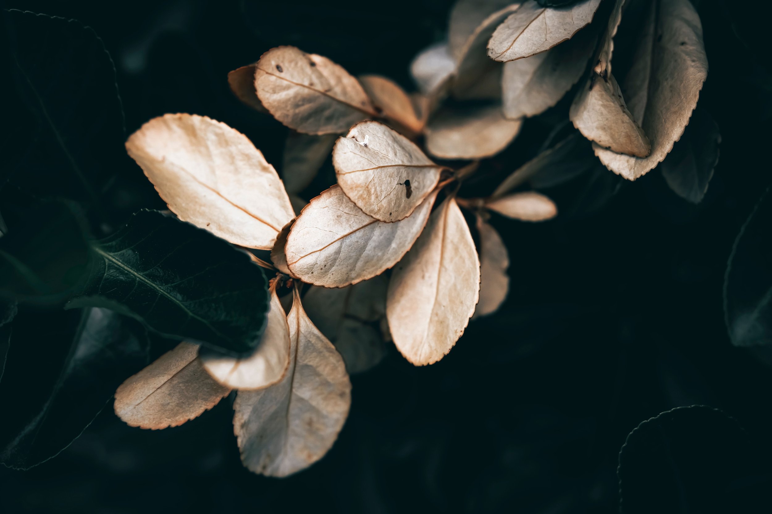 Close-up of dry, beige leaves on dark background