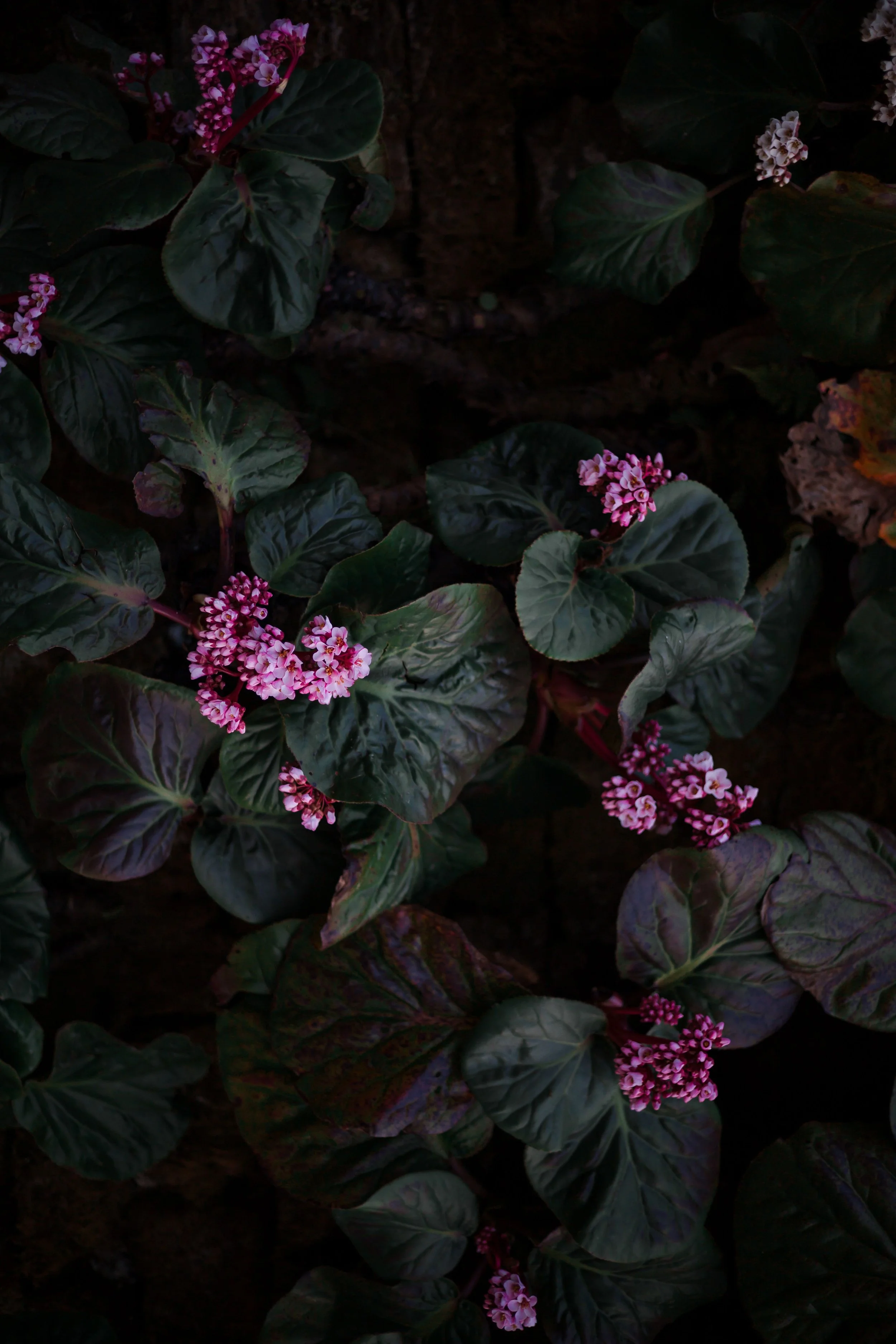 Bergenia plant with clusters of small pink flowers nestled among large dark green and burgundy leaves in a shadowy garden setting