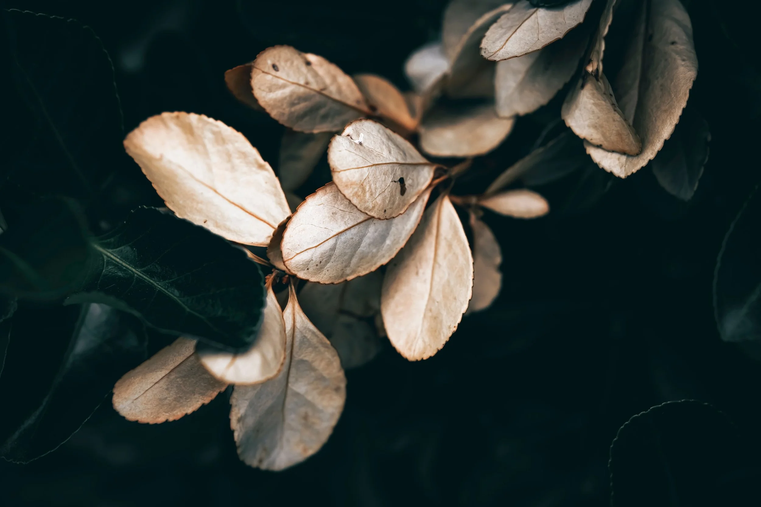 Close-up of dry, beige leaves with dark edges, lying on dark green foliage.
