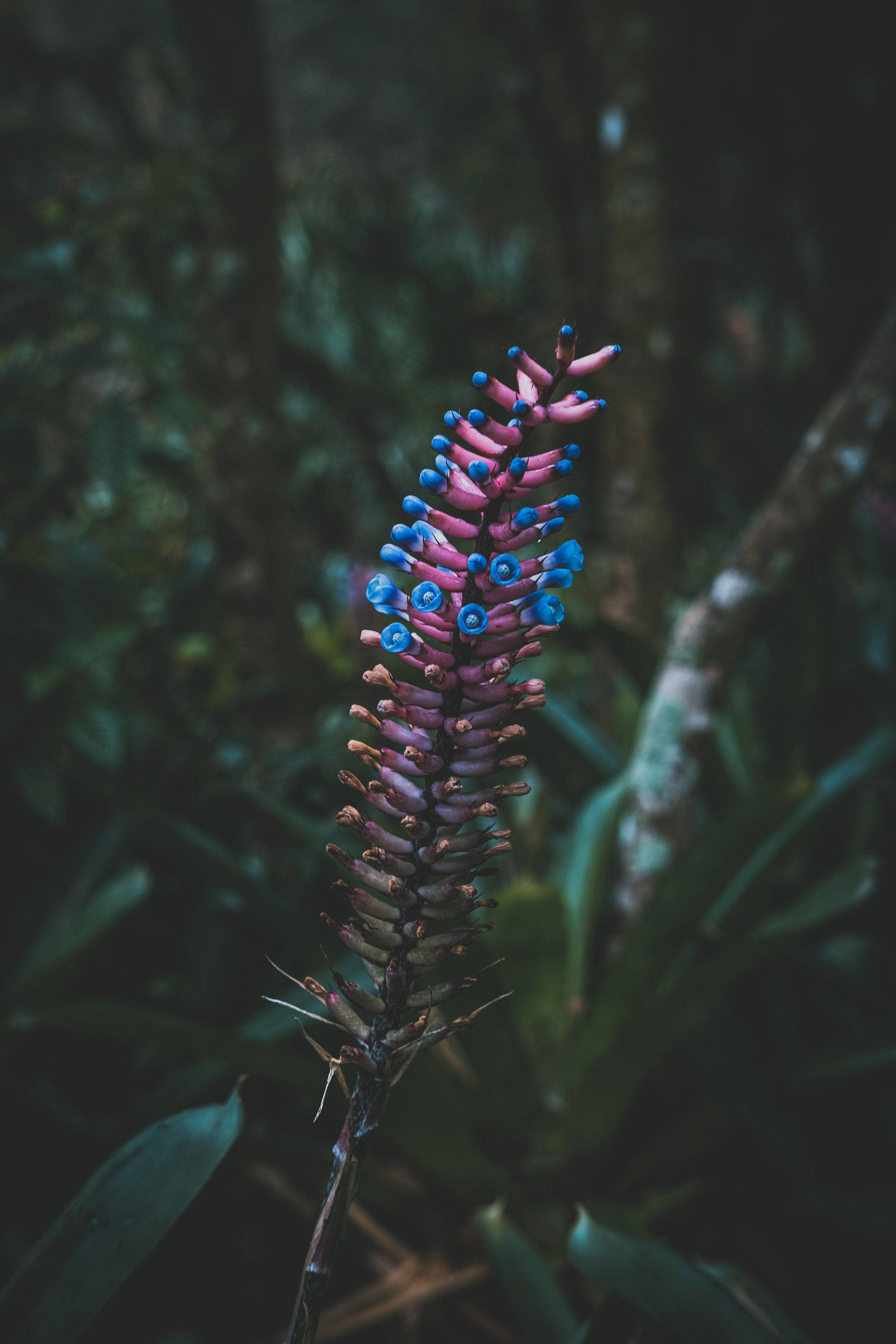 A close-up photograph of a tall, colorful plant with pink and blue hues, set against a dark, blurred background of greenery.