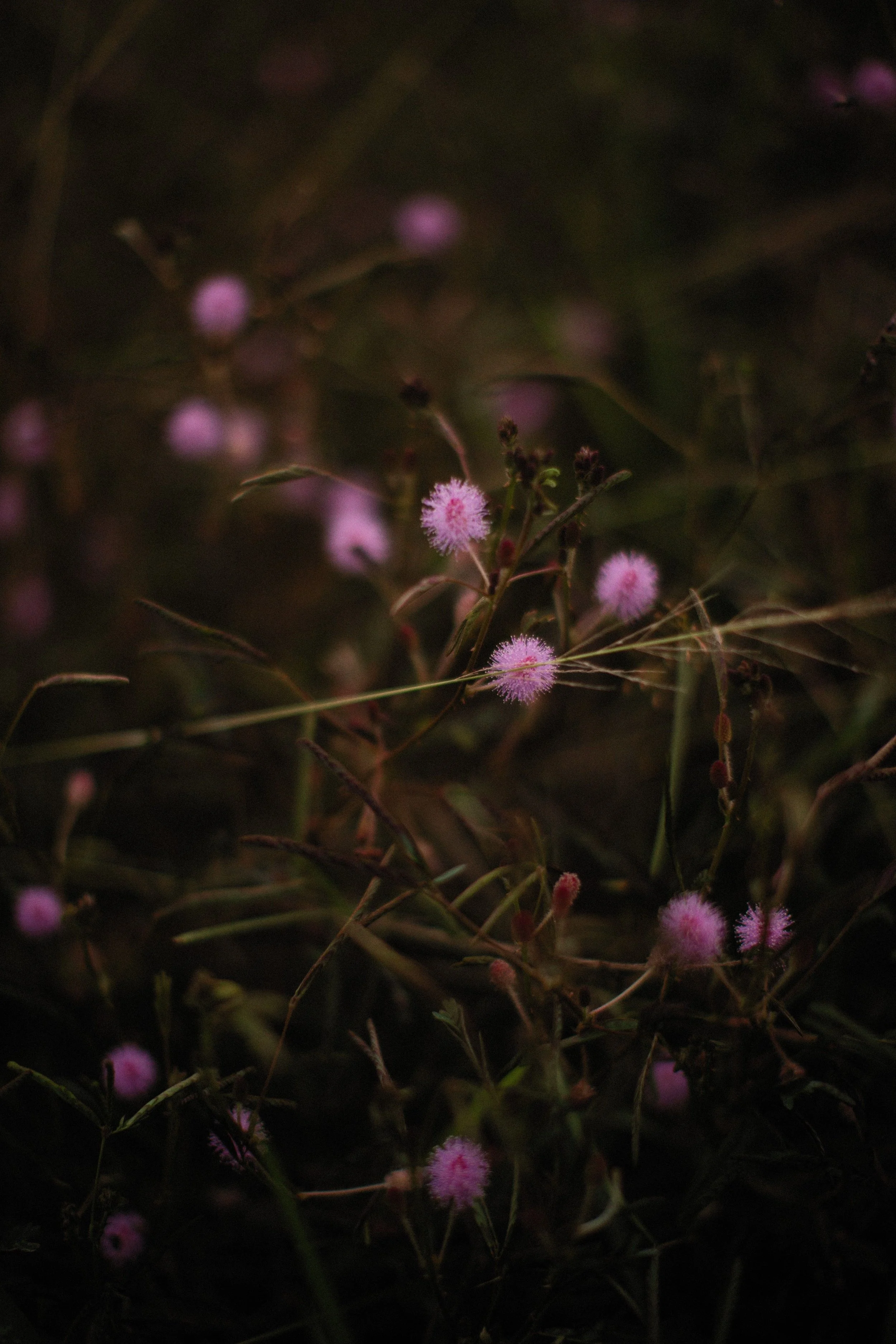 Delicate pink mimosa wildflowers with soft pom-pom blooms scattered across dark green foliage