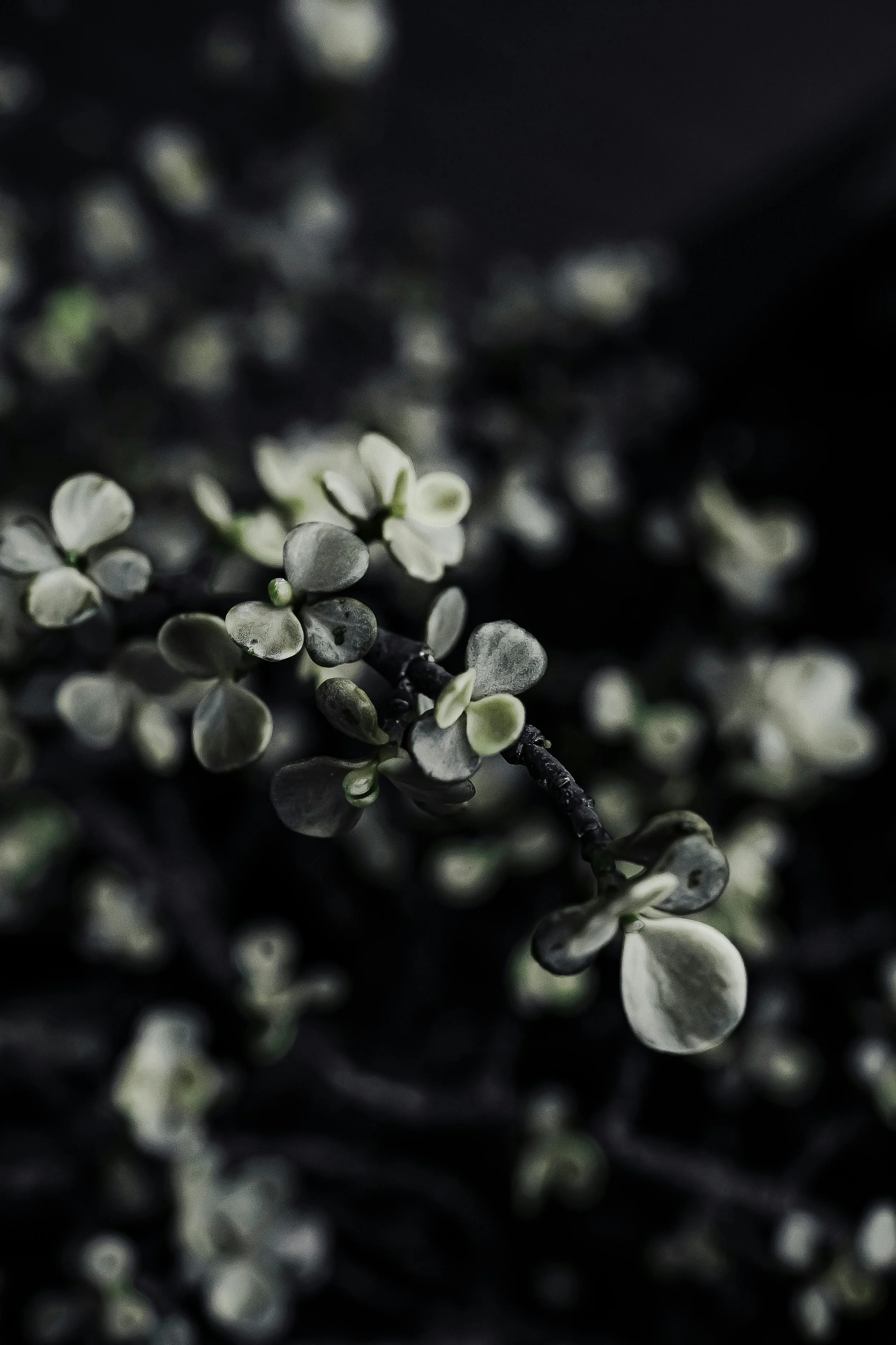 Close-up macro photograph of delicate white buds on a dark branch against a black background