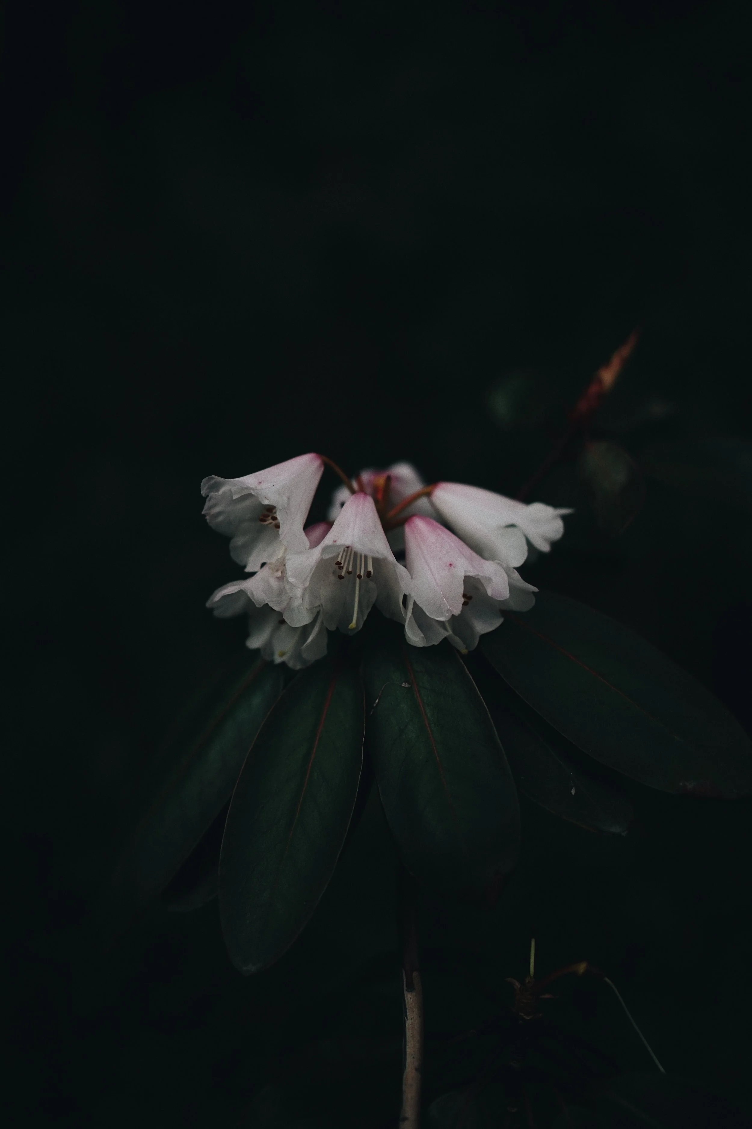 White and pale pink rhododendron blooms with dark elongated leaves emerging from a near-black background