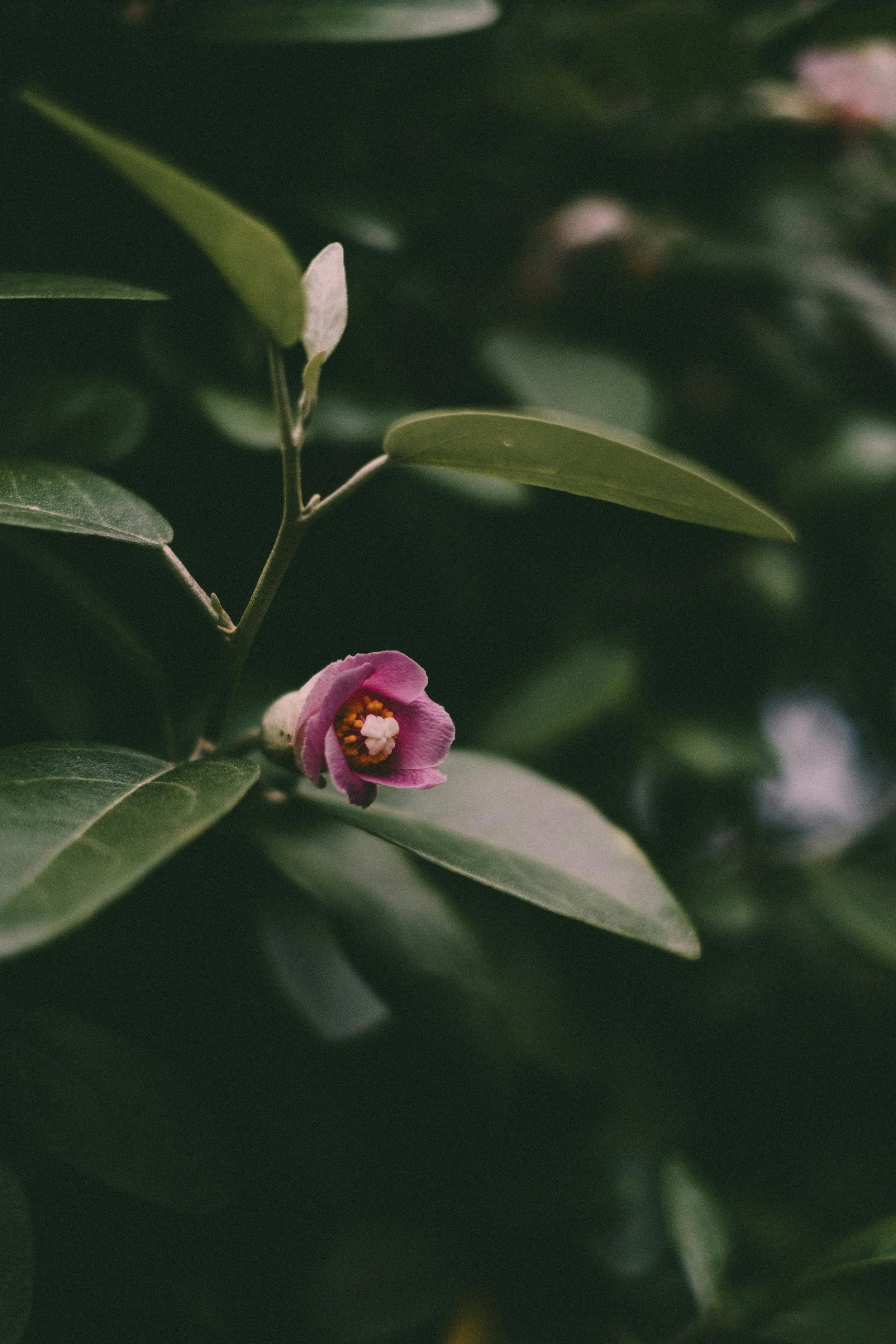 A single pink flower blooming among dark green leaves — decorative image on the therapy services page of Jenny Walters Psychotherapy