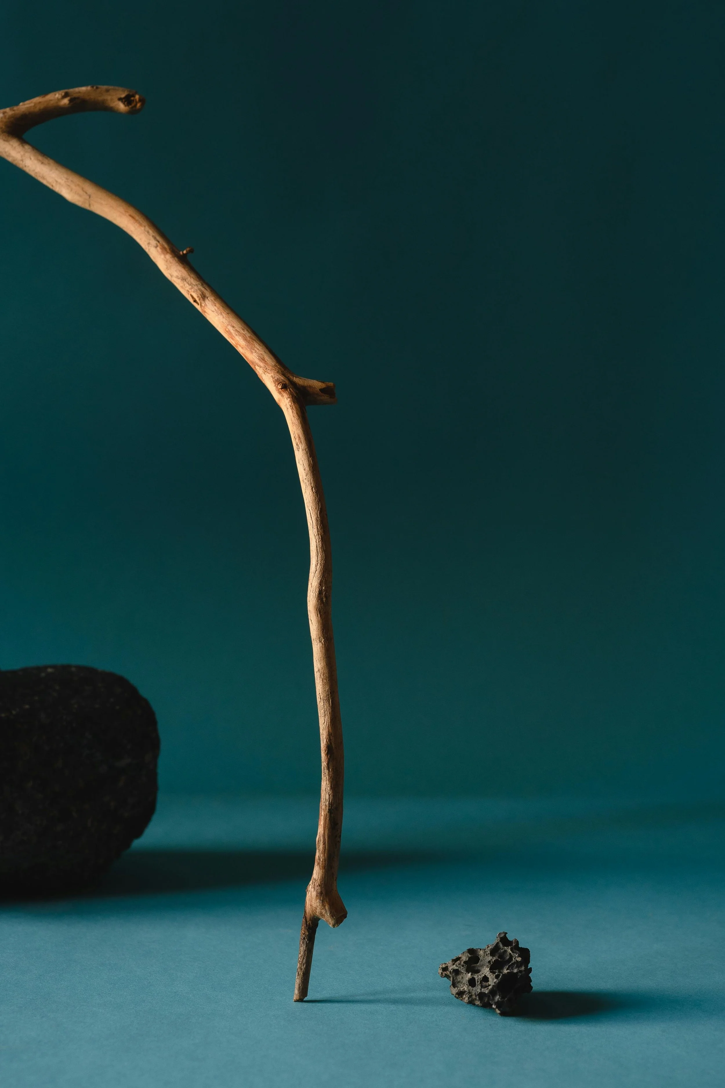 A bare driftwood branch standing upright between two dark stones against a teal background — decorative still life image