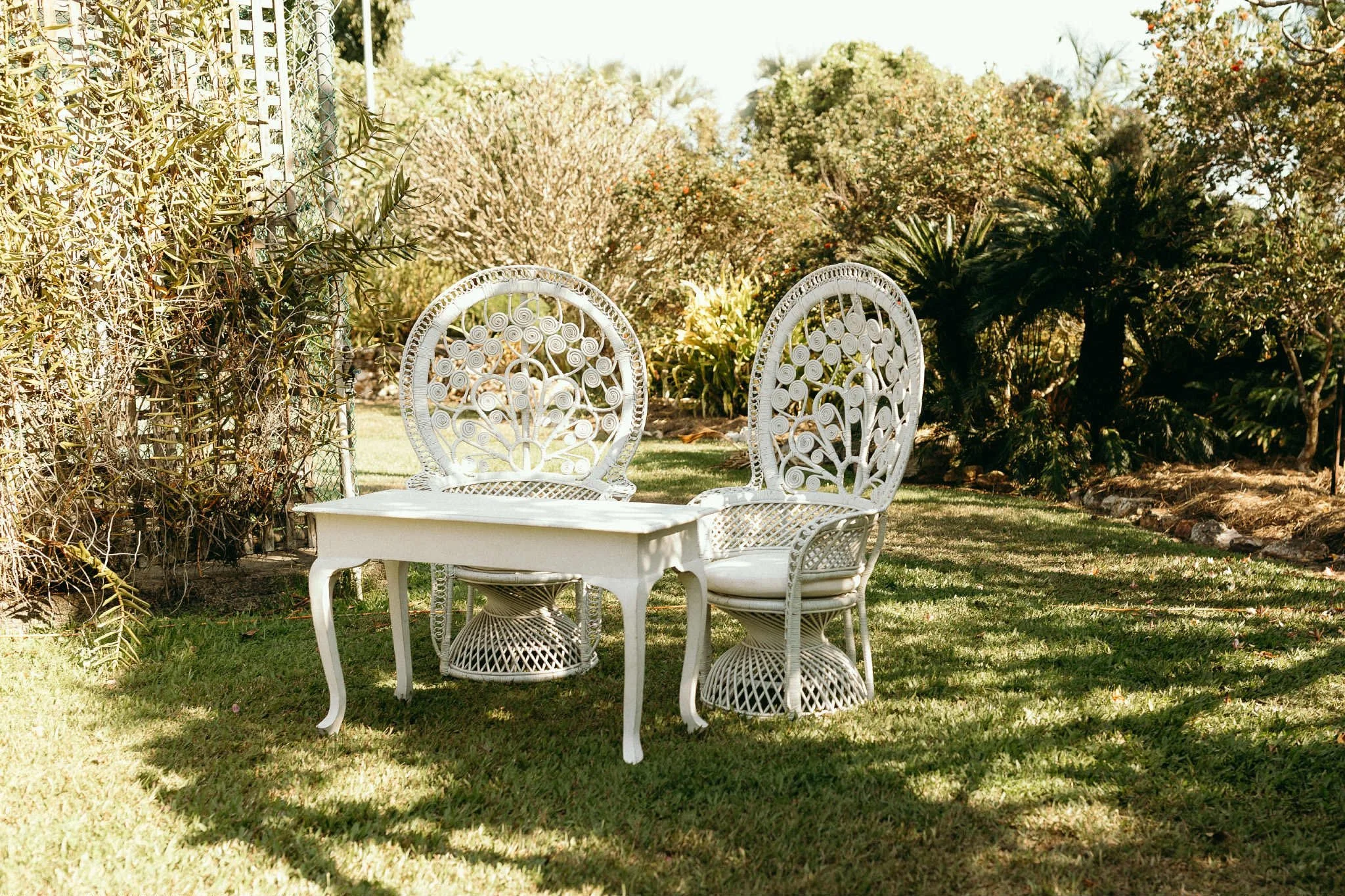 White Peacock Chairs