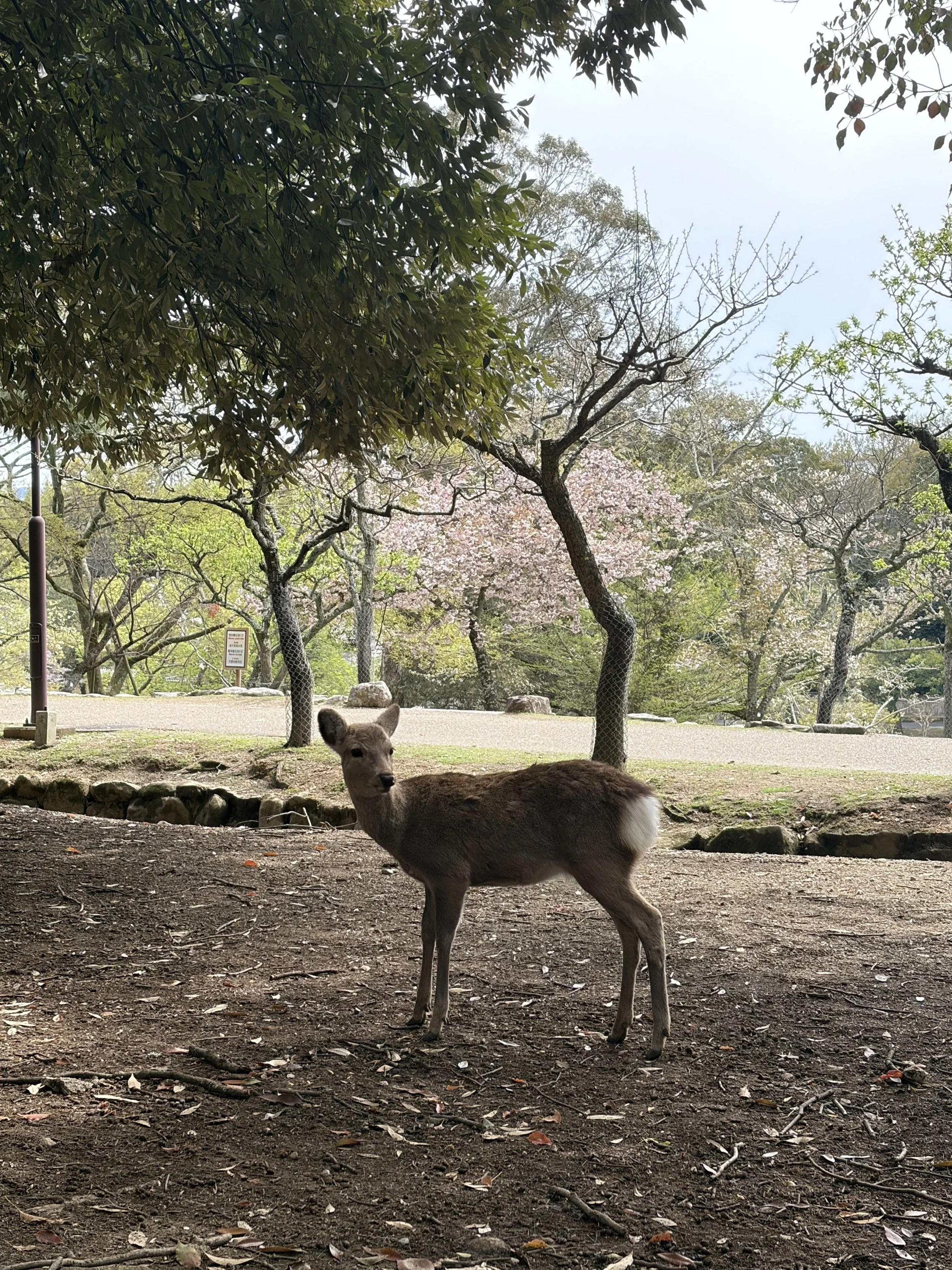 Is Nara worth visiting?