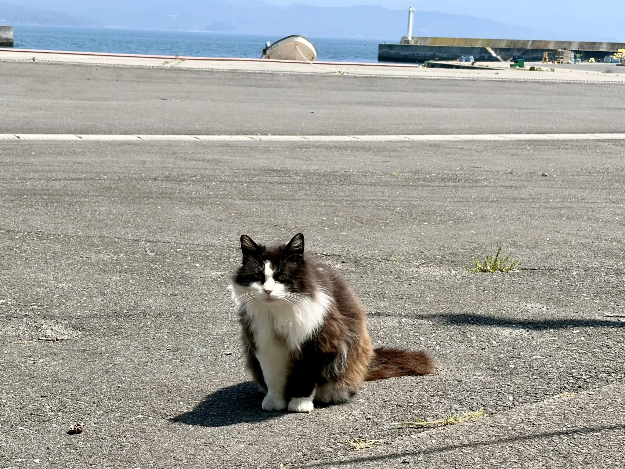 HOW TO VISIT TASHIROJIMA CAT ISLAND FROM MATSUHIMA OR SENDAI