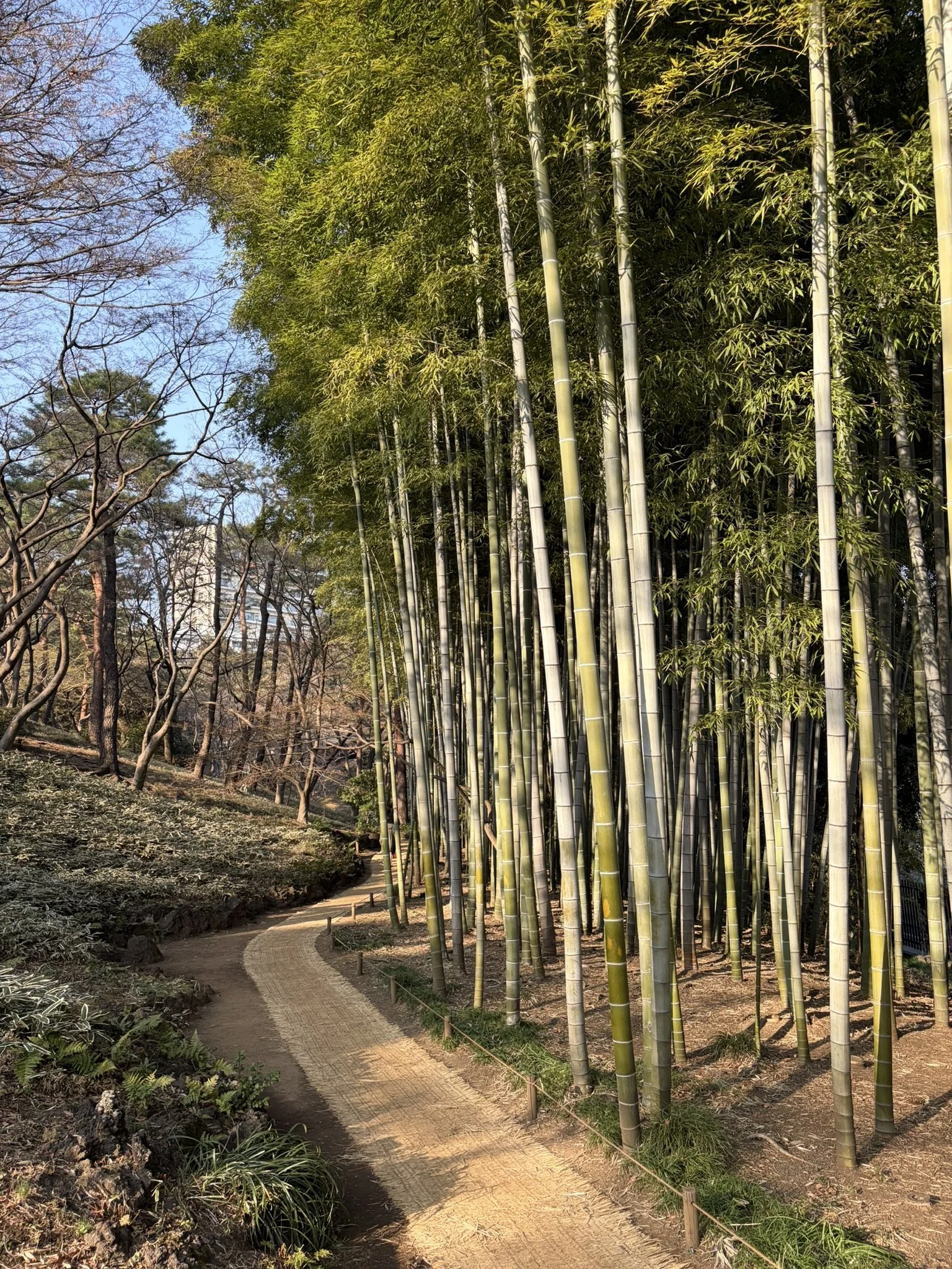 Tonogayato garden1.JPEG