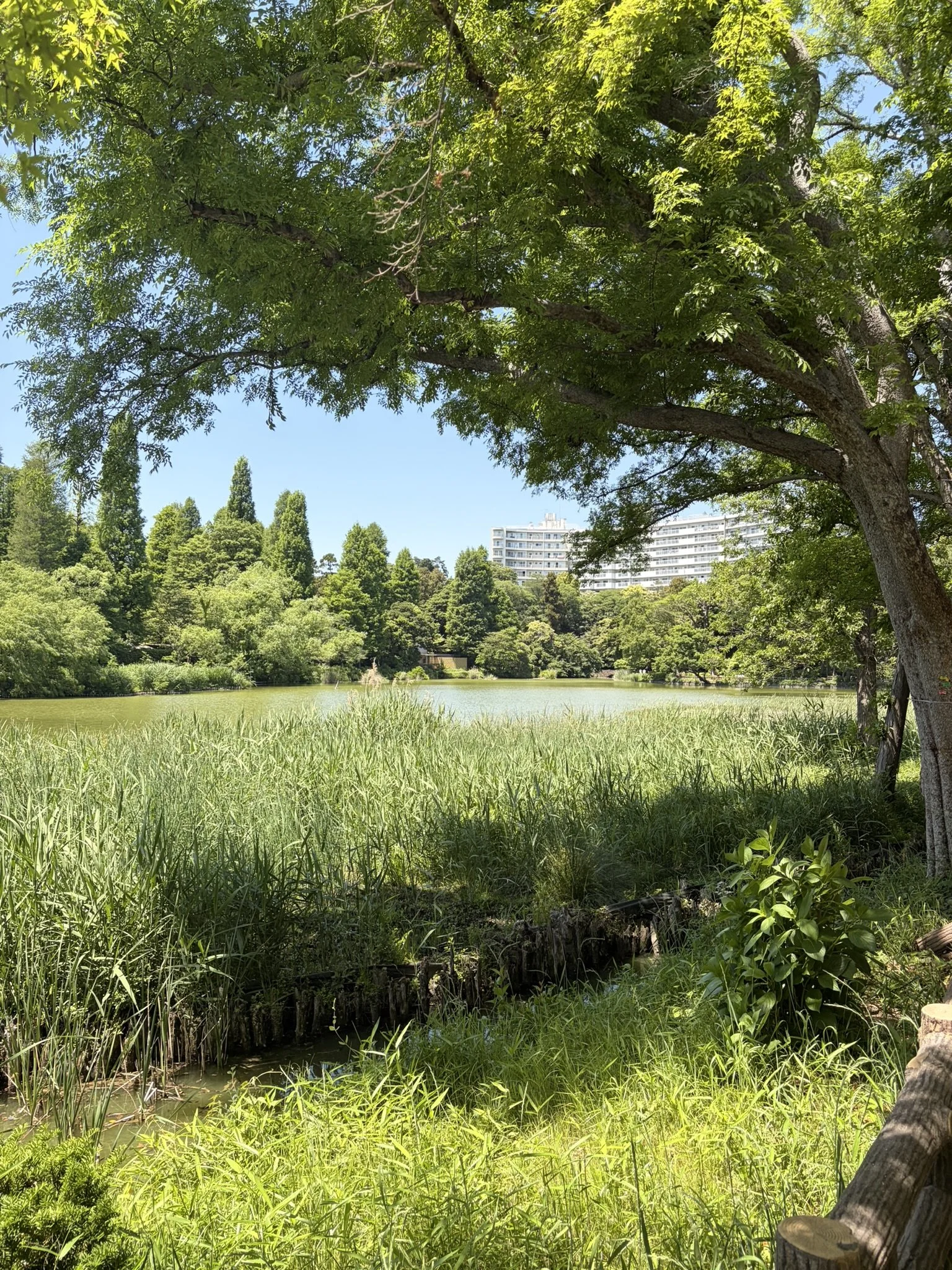 Inokashira park