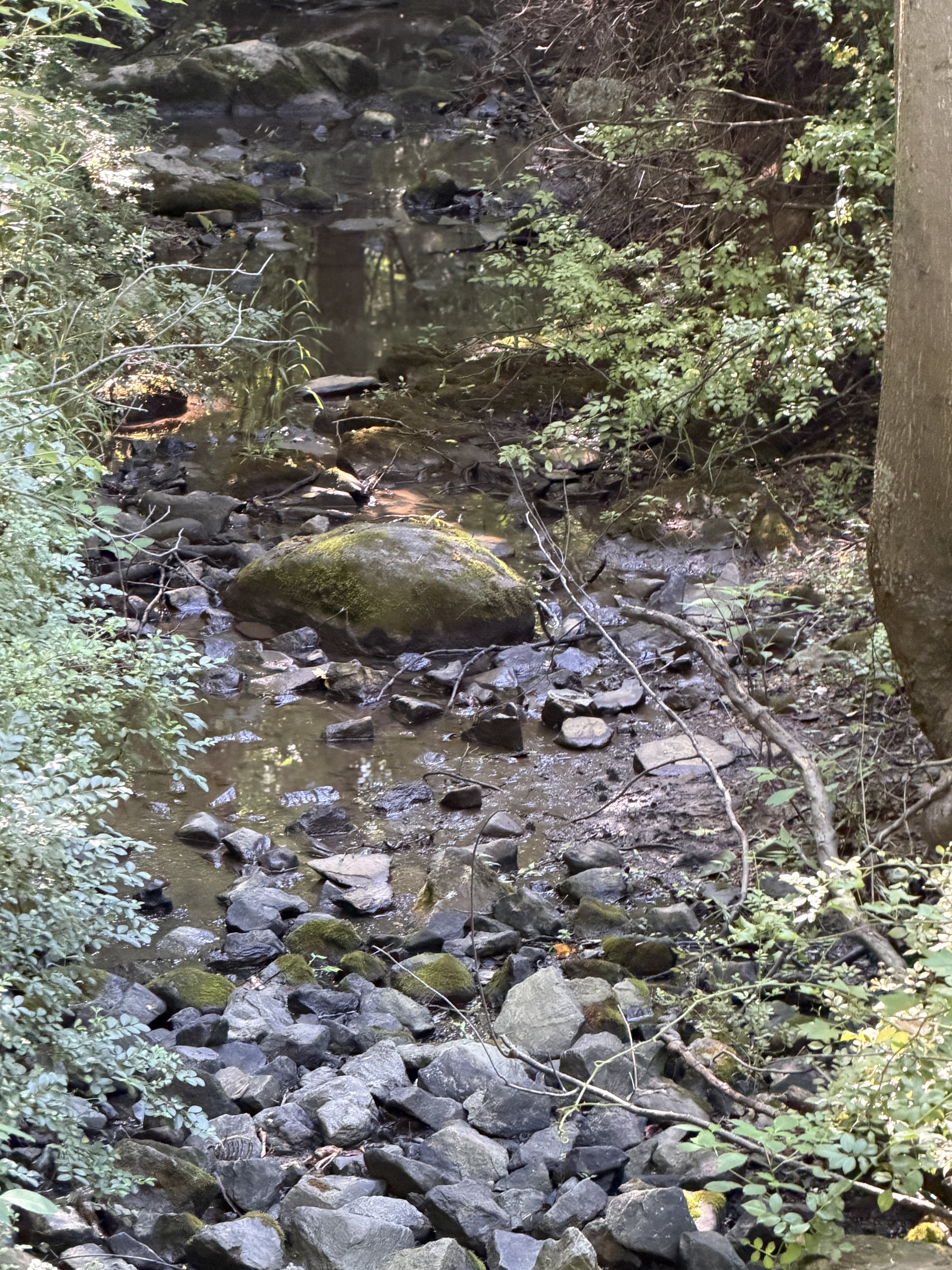 A small stream flowing through a forest, surrounded by rocks and green foliage.