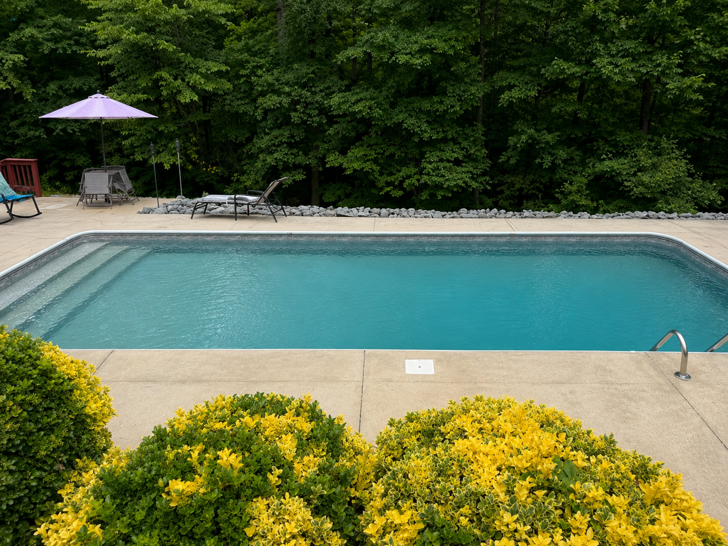 A backyard with a swimming pool, surrounded by yellow flowering bushes in the foreground, with green trees and outdoor furniture including lounge chairs, an umbrella, and a table in the background.
