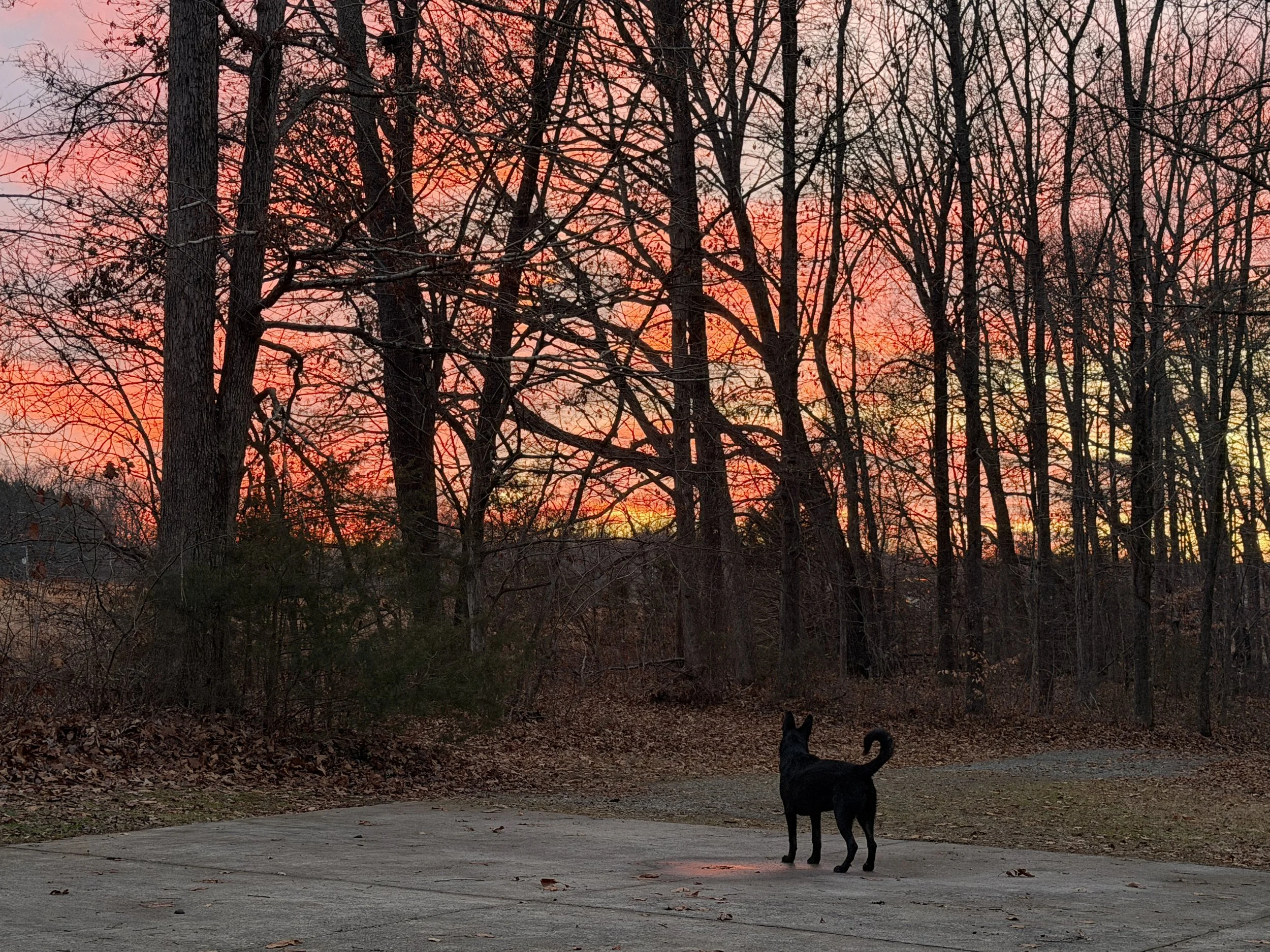A black dog standing on a paved surface in front of a wooded area during sunset with a colorful sky of pink and orange hues, and tall leafless trees.