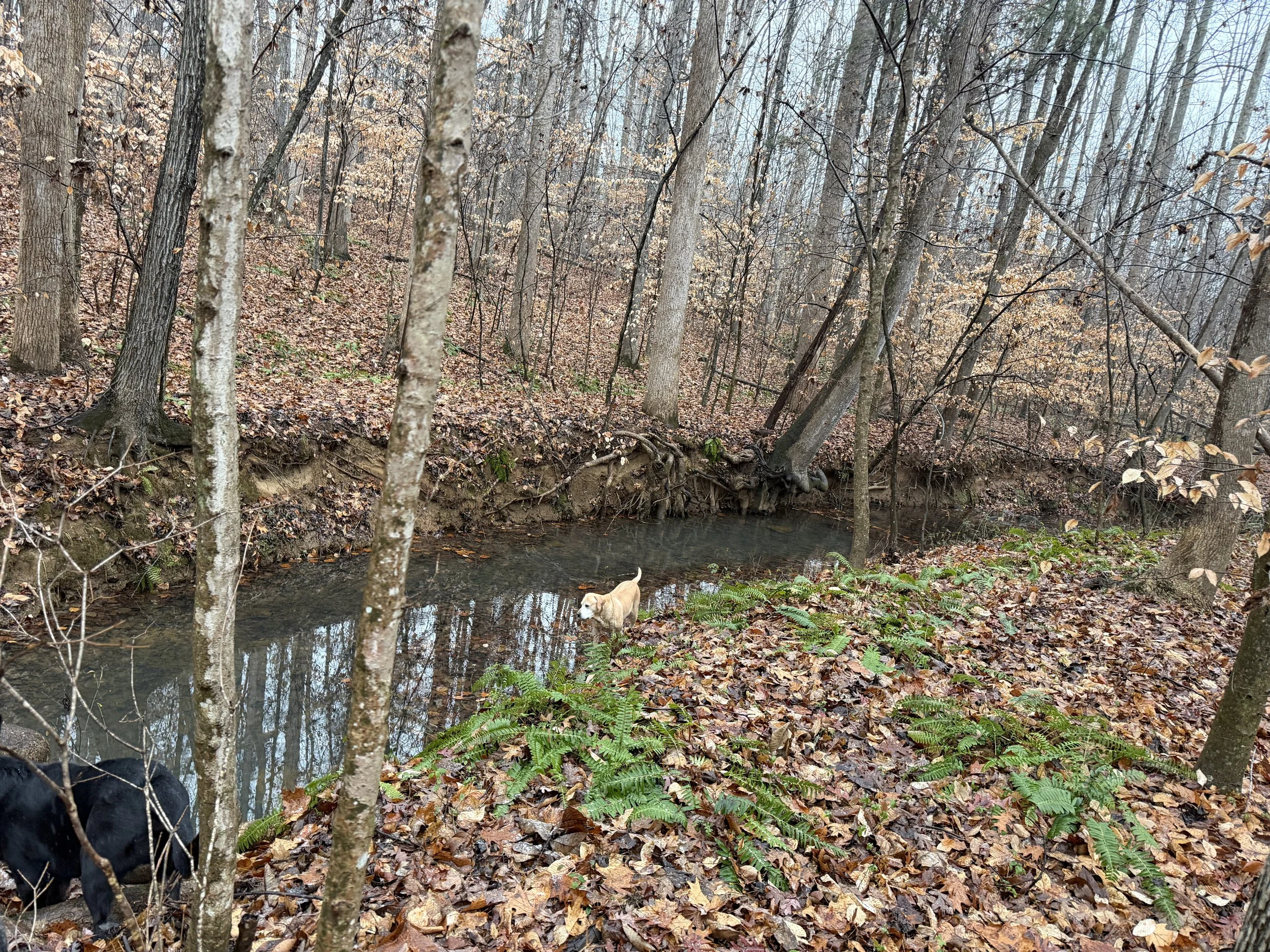 A dog standing near a small creek in a wooded area with trees and fallen autumn leaves.