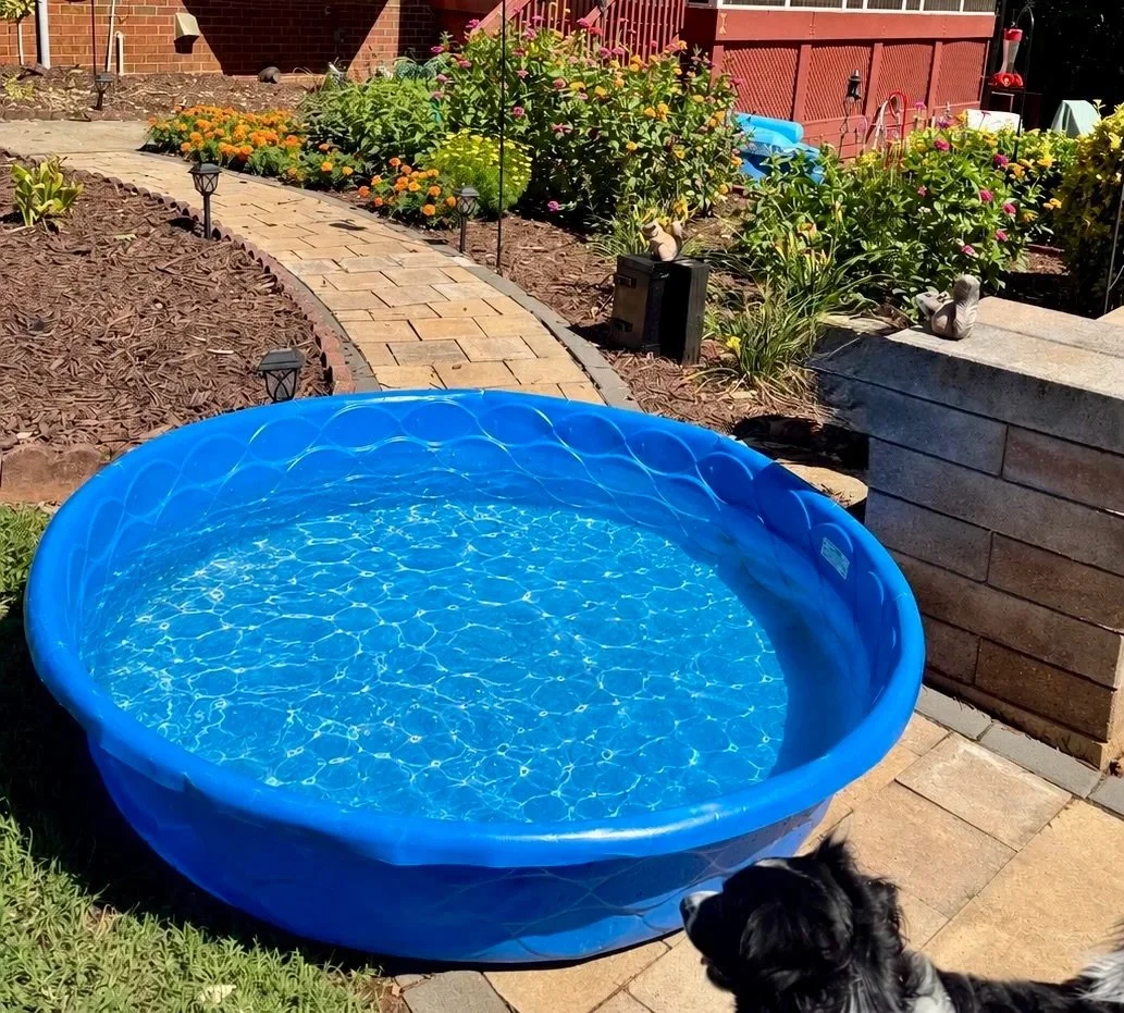 A backyard garden with a small blue plastic kiddie pool filled with water, surrounded by a stone patio, flower beds, small garden lights, and decorative ornaments, with a black and white dog in the foreground.