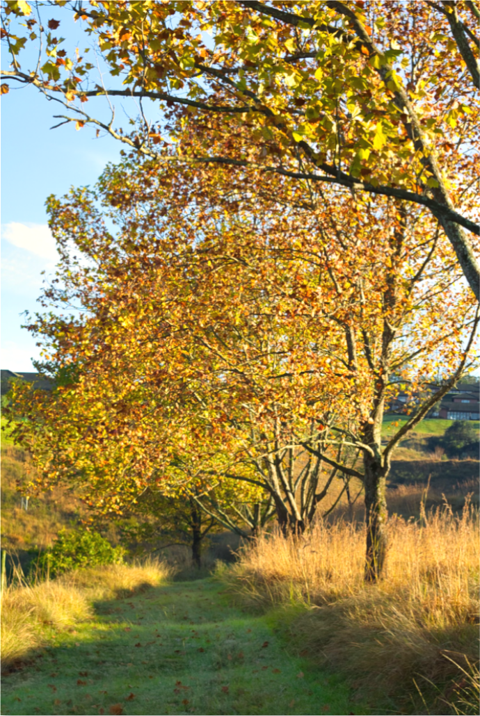 Embrace of Autumn : Fine Art Print