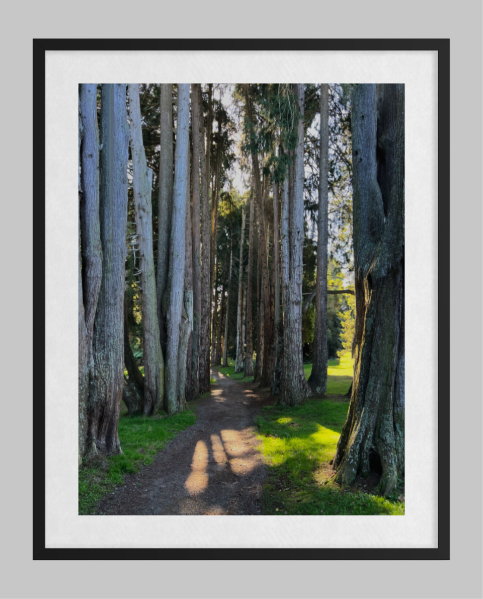 Sunlit Arboreal Passage ARTWORK.png