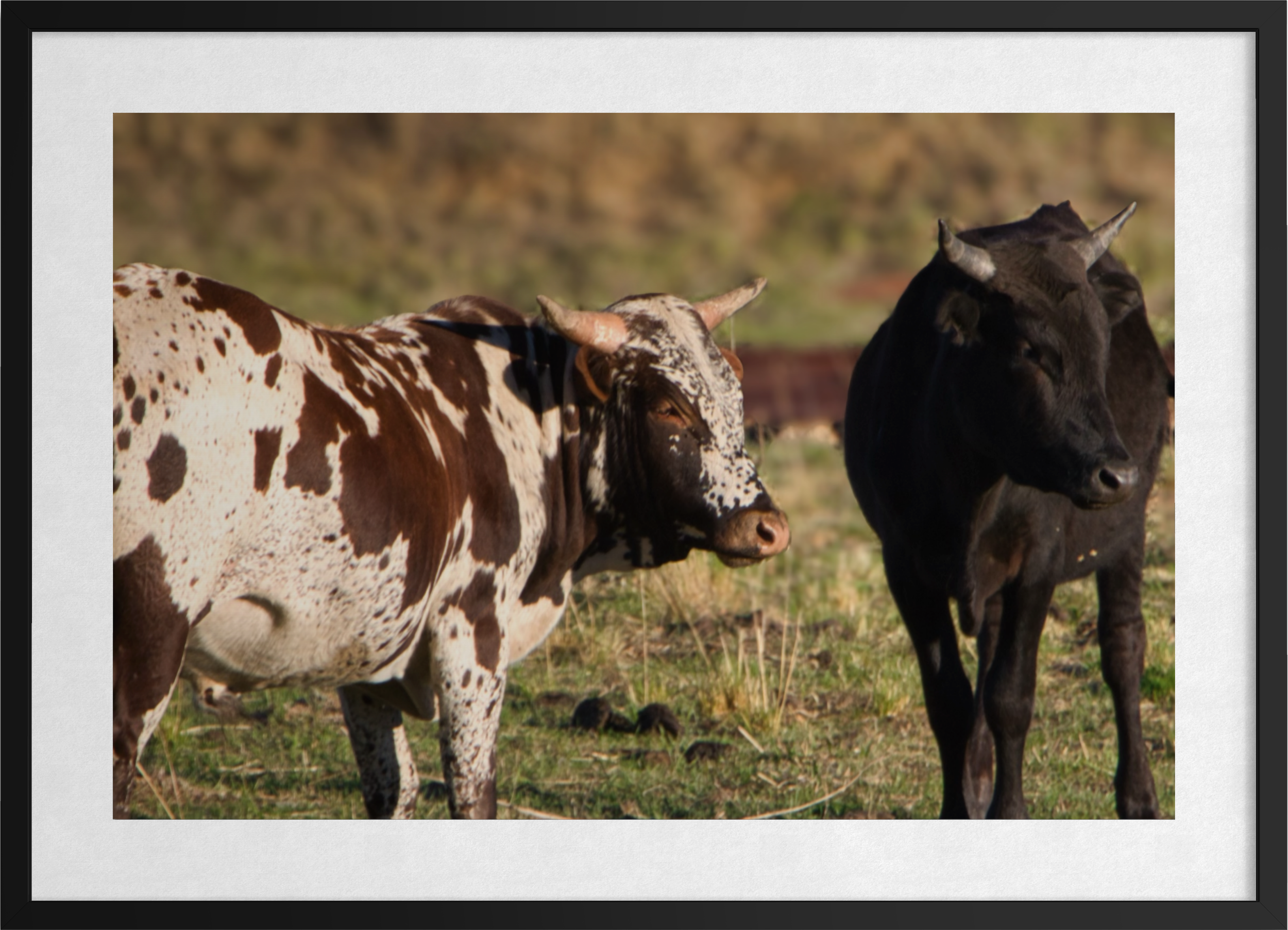 20160929-SA Birds & Wildlife-Pasture Companions ARTWORK.png