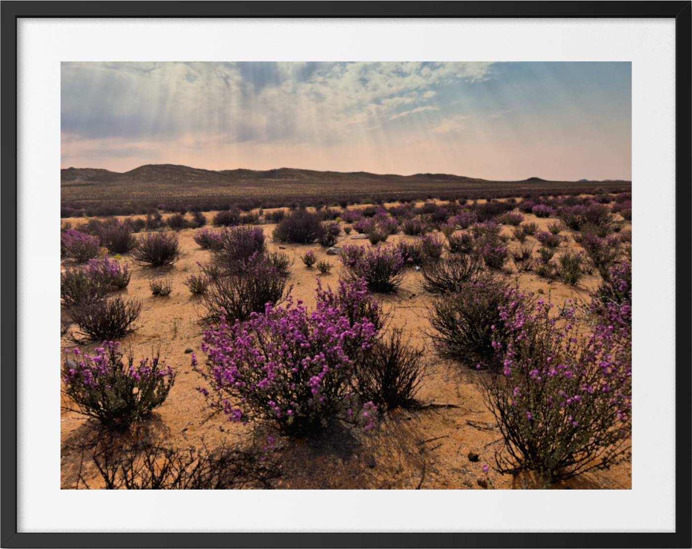 20220910-SA Botanical Landscapes-Blossoming Desert Dream ARTWORK.png