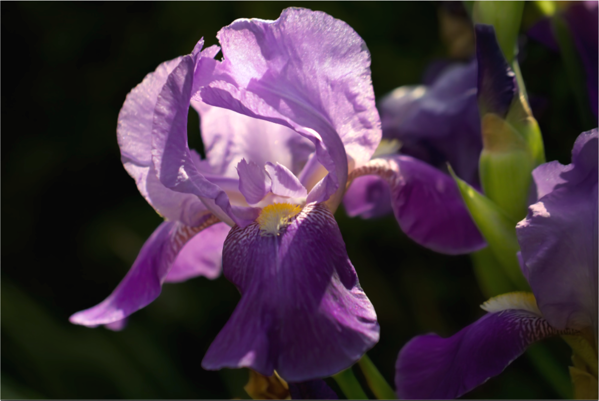 20220917-Florals-Soft Elegance DISPLAY.png