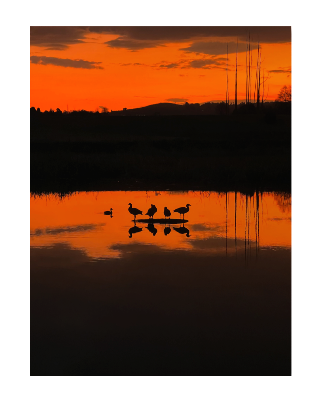 Gathering at Twilight : Limited Edition Fine Art Print