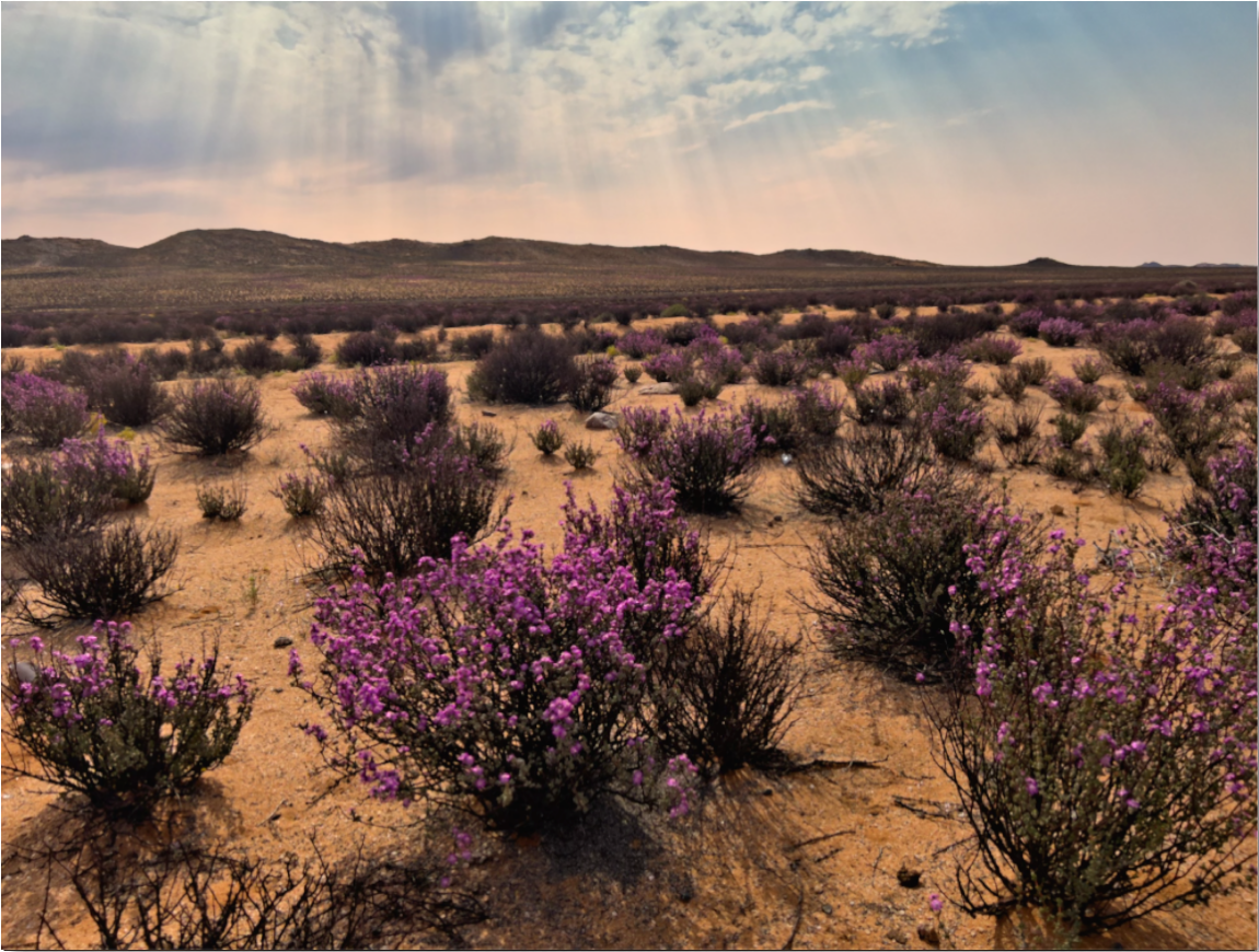 Blossoming Desert Dream : Limited Edition Fine Art Print