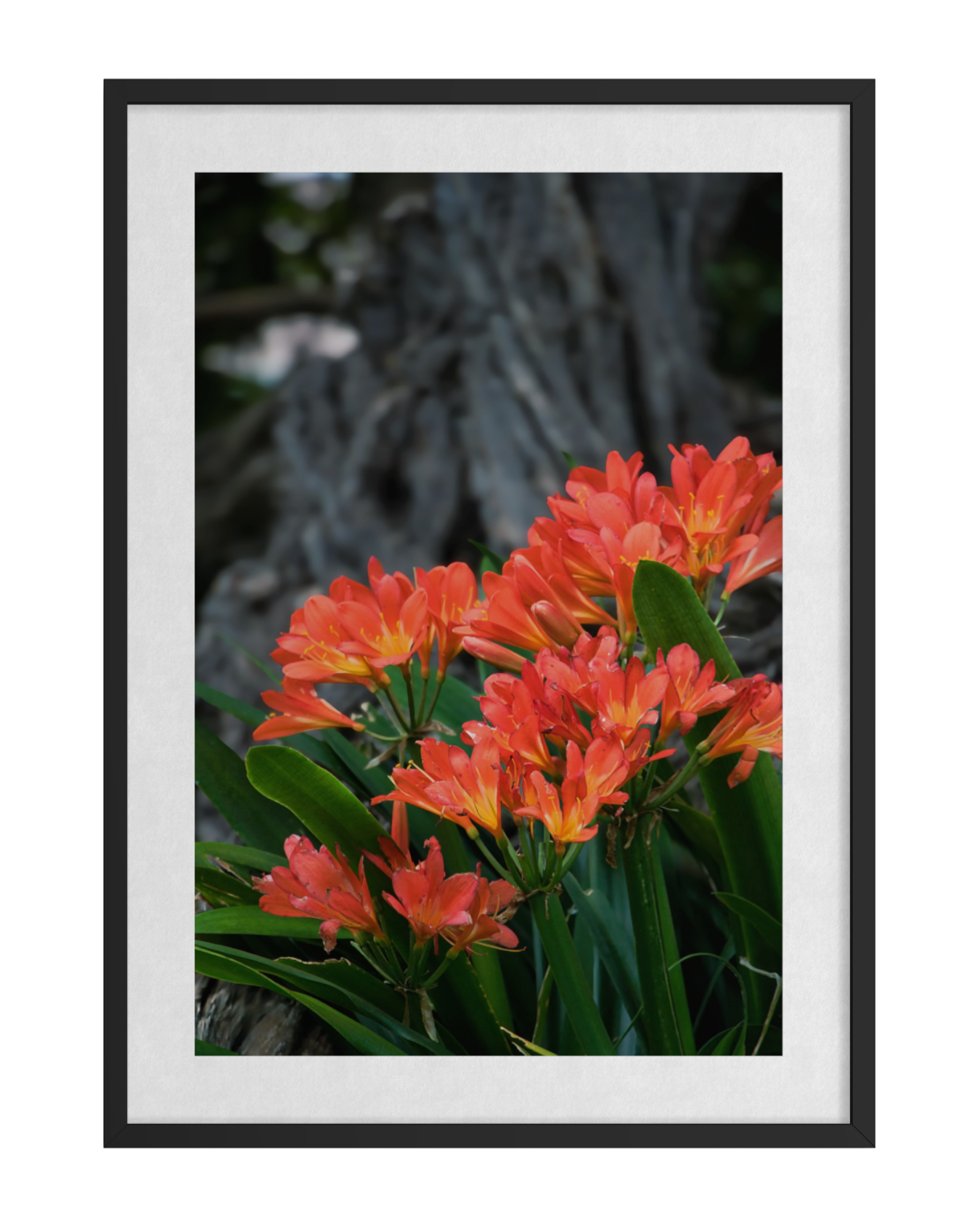 20160910-Floral-Ember Blooms in Spring ARTWORK.png