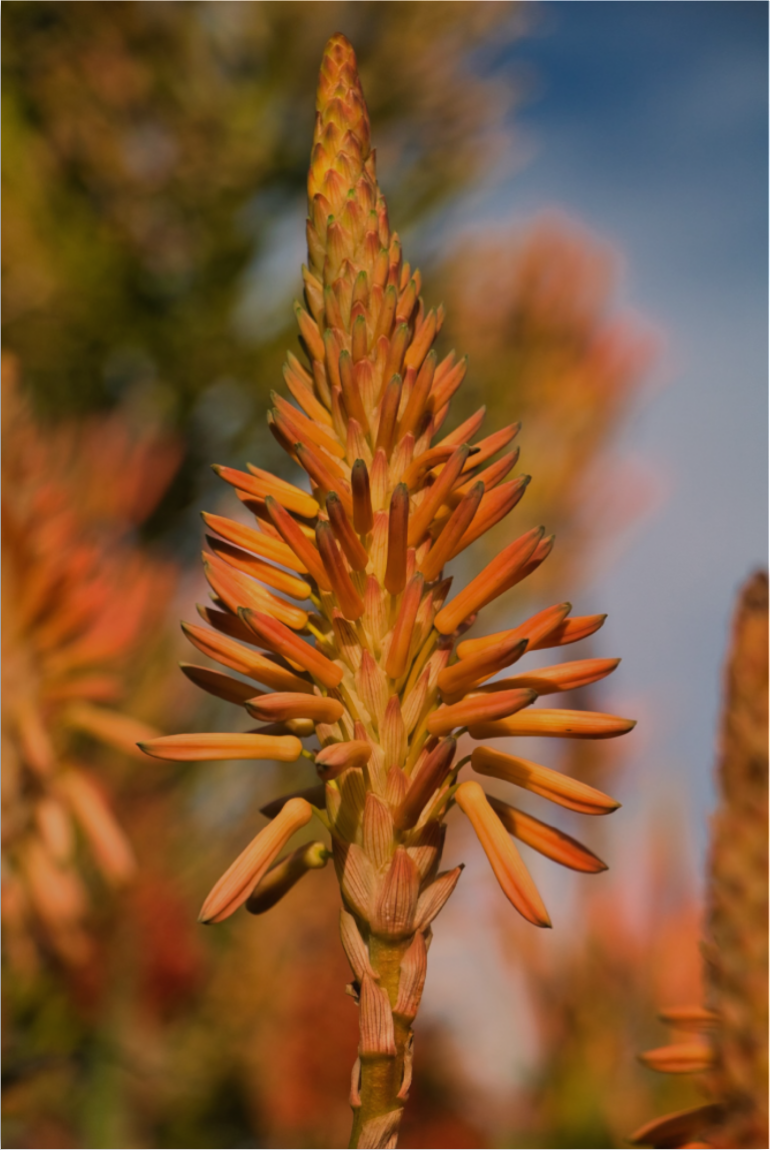 Sunkissed Splendour : Fine Art Print
