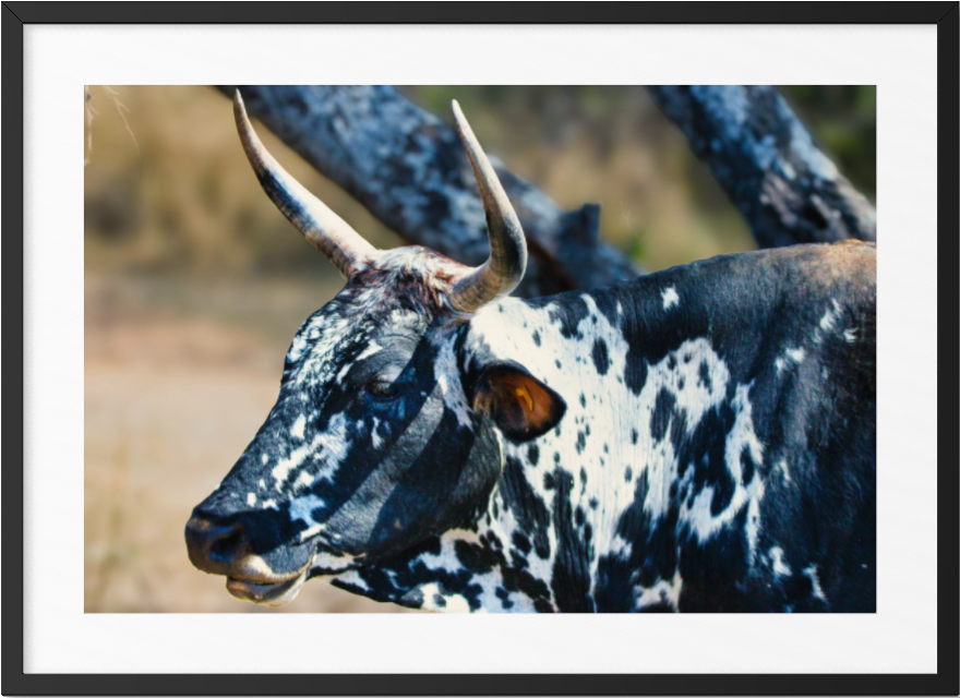 20220828-SA Birds & Wildlife-The Watching Bull ARTWORK.png
