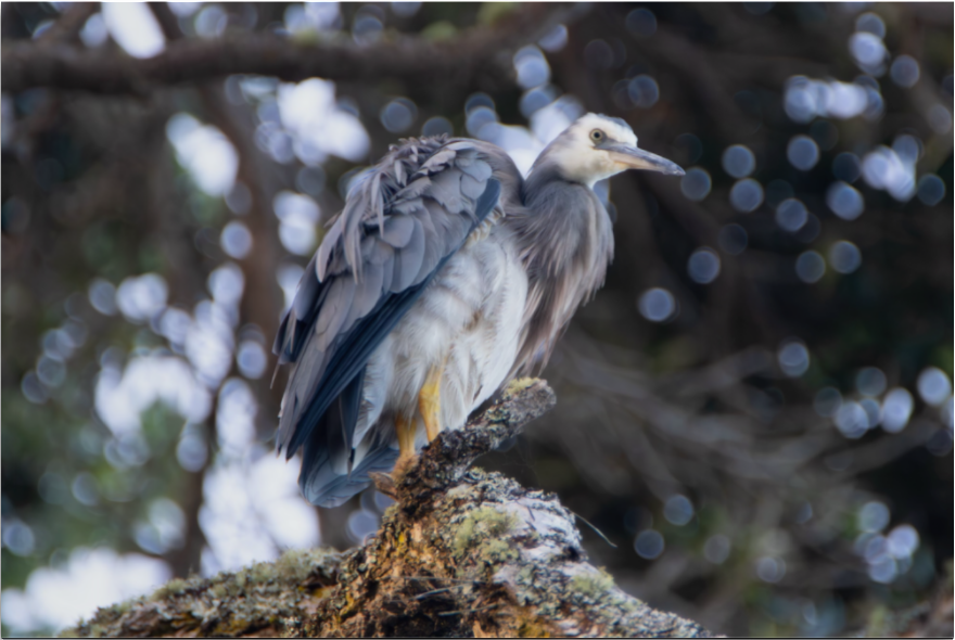 20190120-Birds & Wildlife-Graceful Stillness DISPLAY.png
