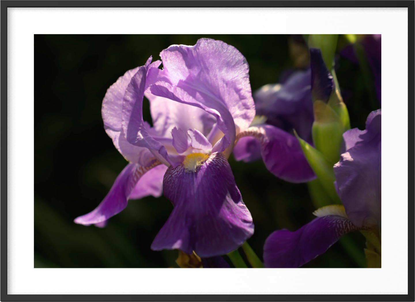 20220917-Florals-Soft Elegance ARTWORK.png