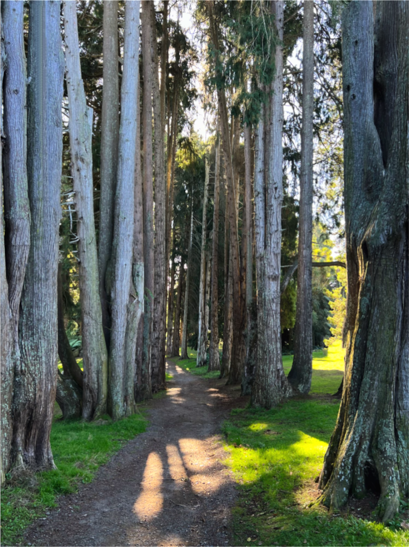 Sunlit Arboreal Passage : Fine Art Print