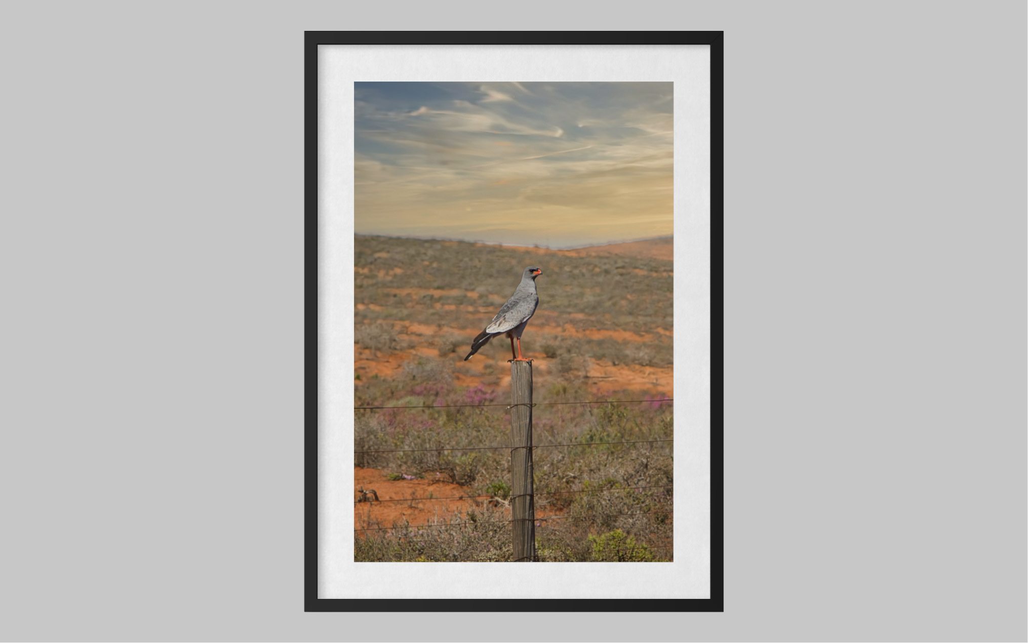 20220910-SA Birds & Wildlife-Karoo Sentinel ARTWORK.png