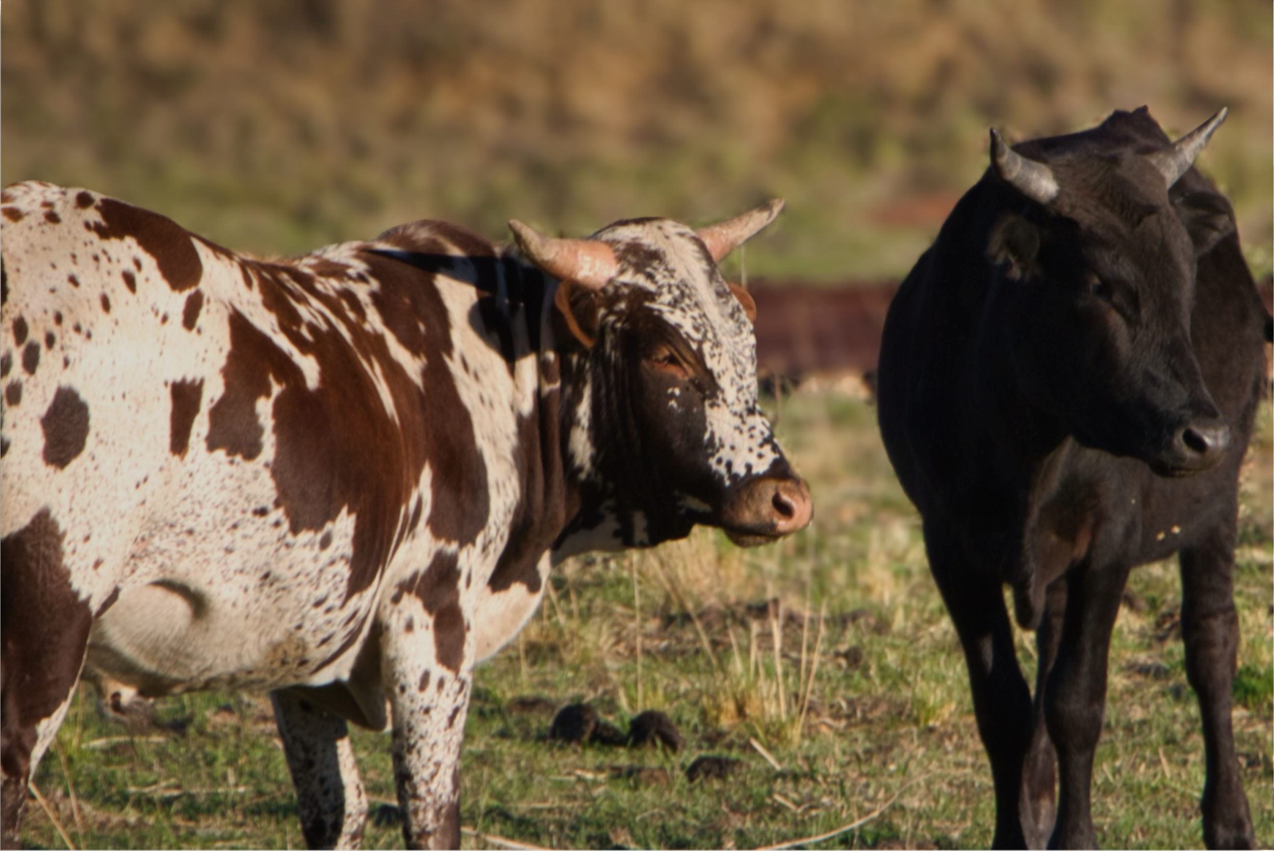20160929-SA Birds & Wildlife-Pasture Companions DISPLAY.png