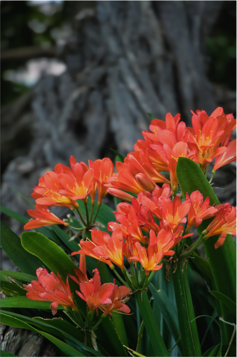 Ember Blooms in Spring : Fine Art Print