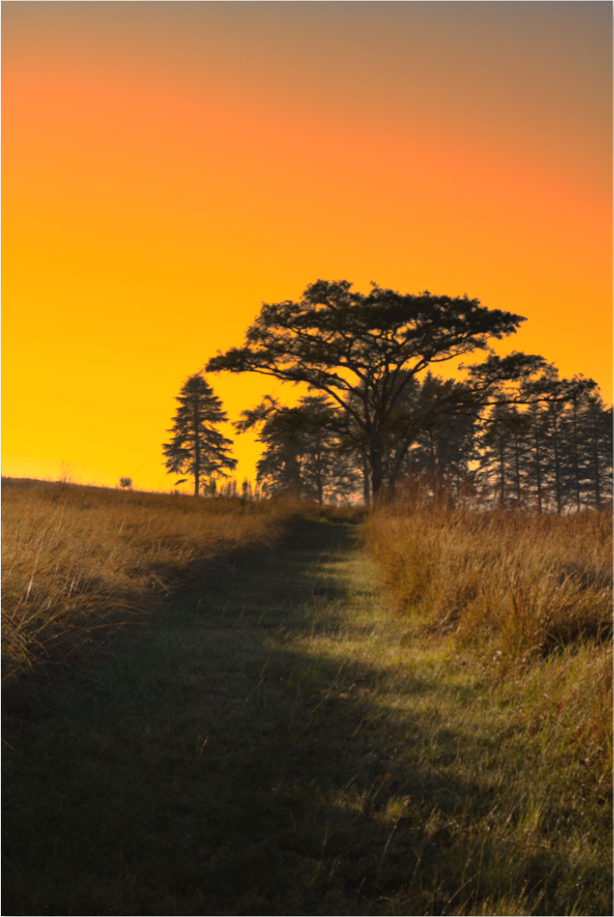 Whispering Plains at Dusk : Fine Art Print