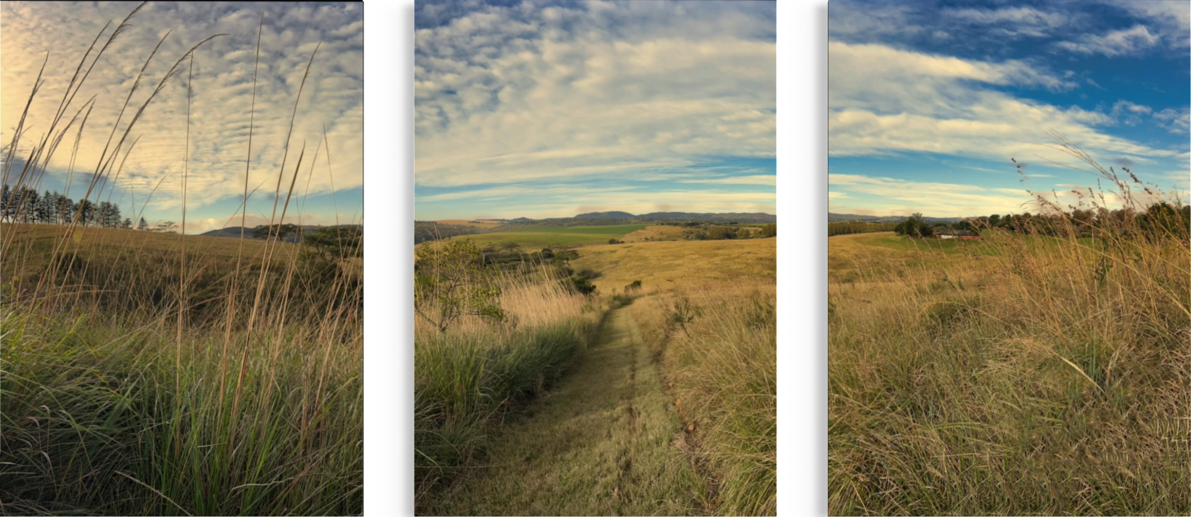 Fields of Gold : Fine Art Print