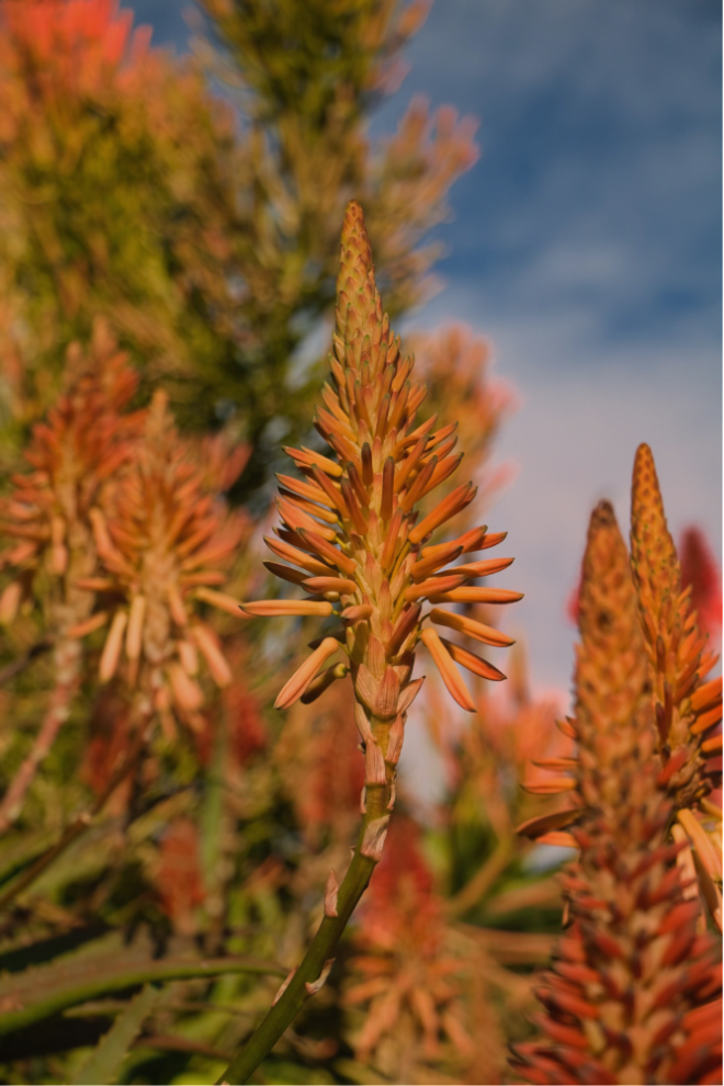 Burnt Orange Oasis : Fine Art Print