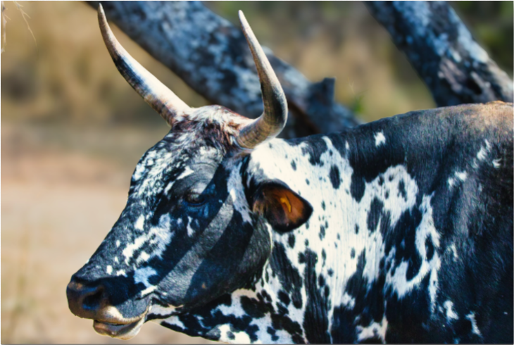 20220828-SA Birds & Wildlife-The Watching Bull DISPLAY.png