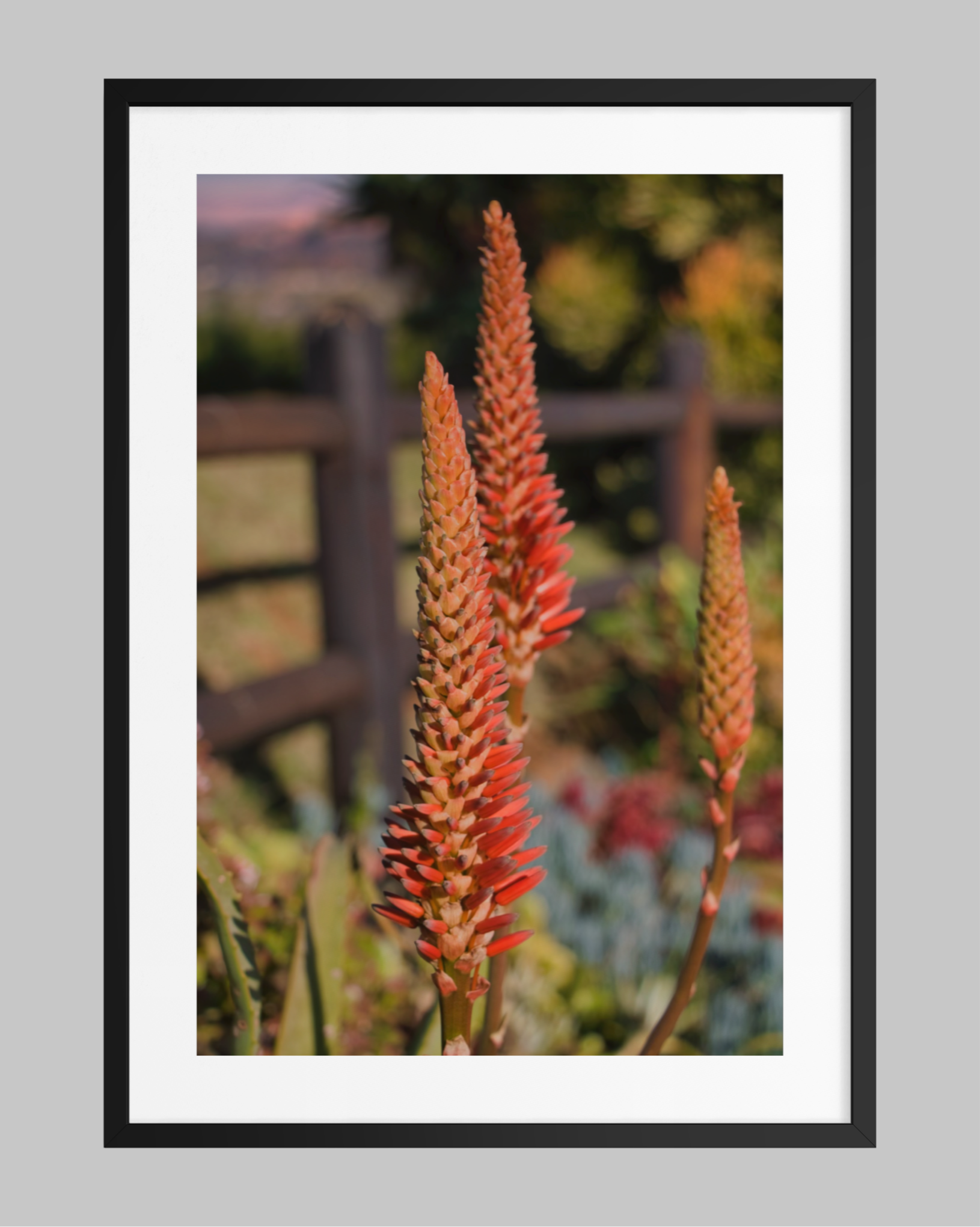 0260612-Flowers-Earth's Fiery Elegance ARTWORK.png
