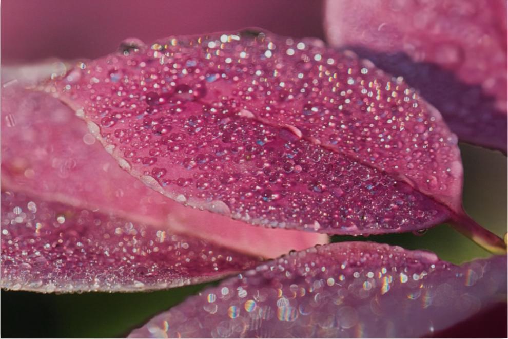 Crystal Dewdrops : Fine Art Print