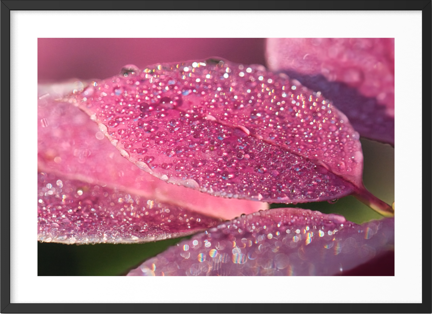 Crystal Dewdrops ARTWORK.png