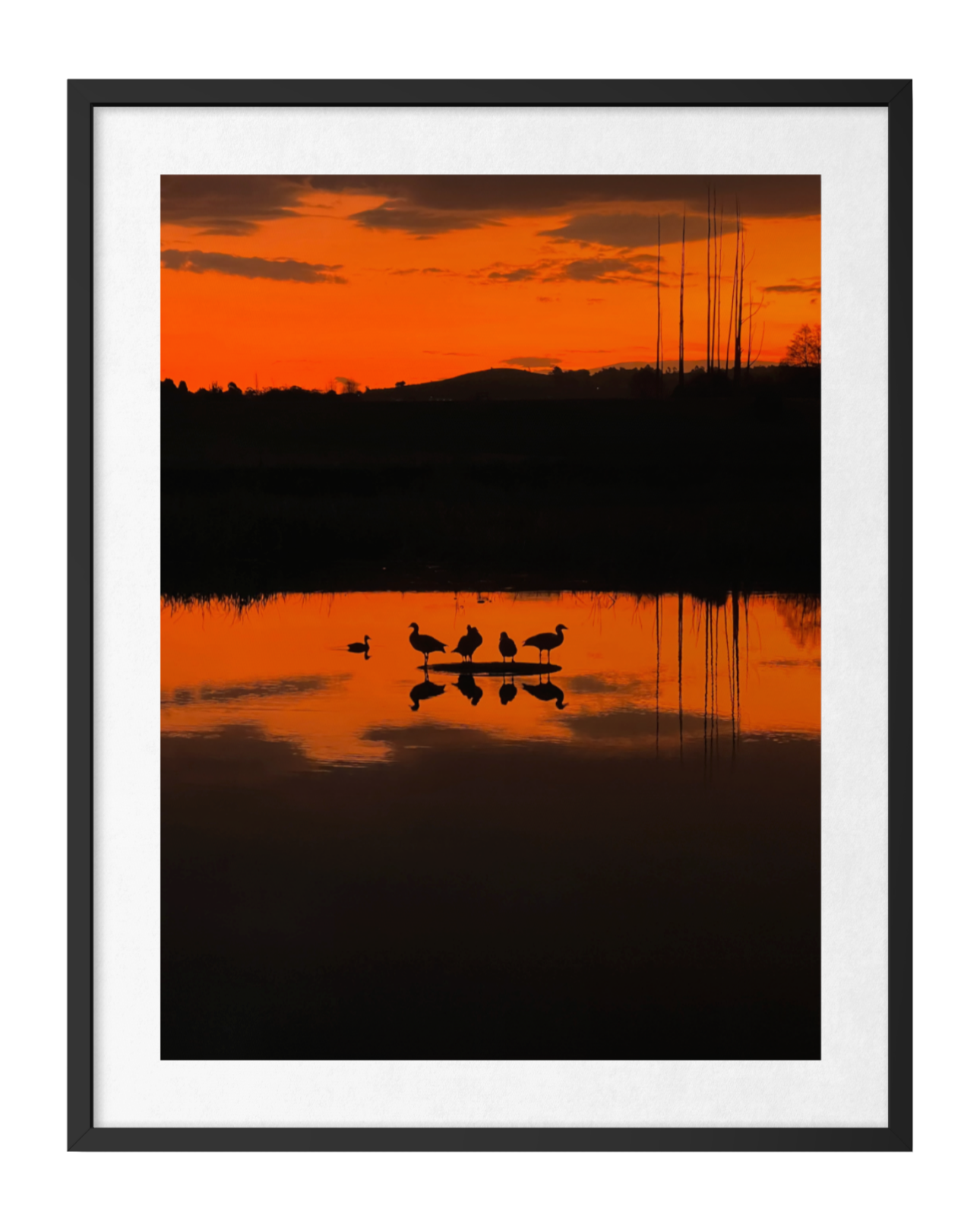 20220803-SA Birds & Wildlife-Gathering at Twilight ARTWORK.png