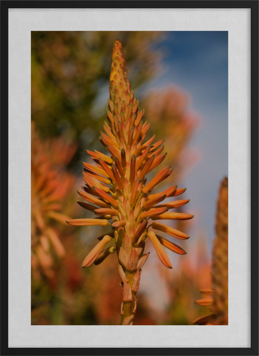 20260612-SA Botanical Landscapes-Sunkissed Splendour ARTWORK.png